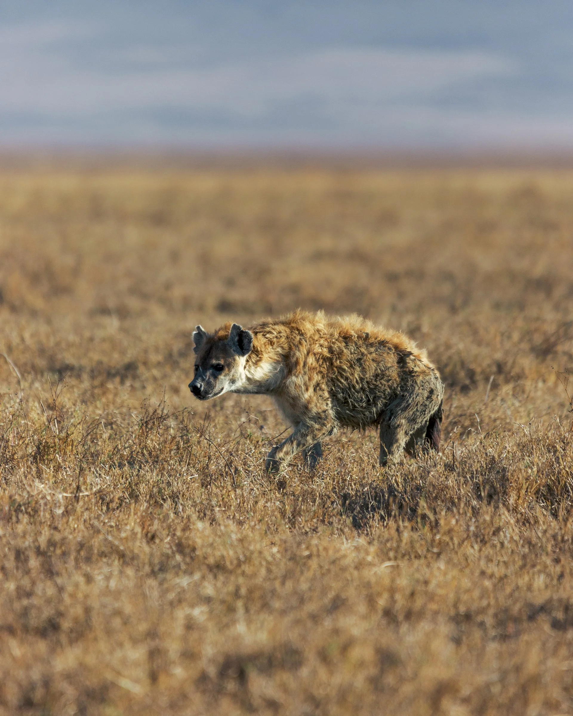 A young cheetah lying in tall dry grass in a Savannah landscape with a blurred horizon and sky in the background.