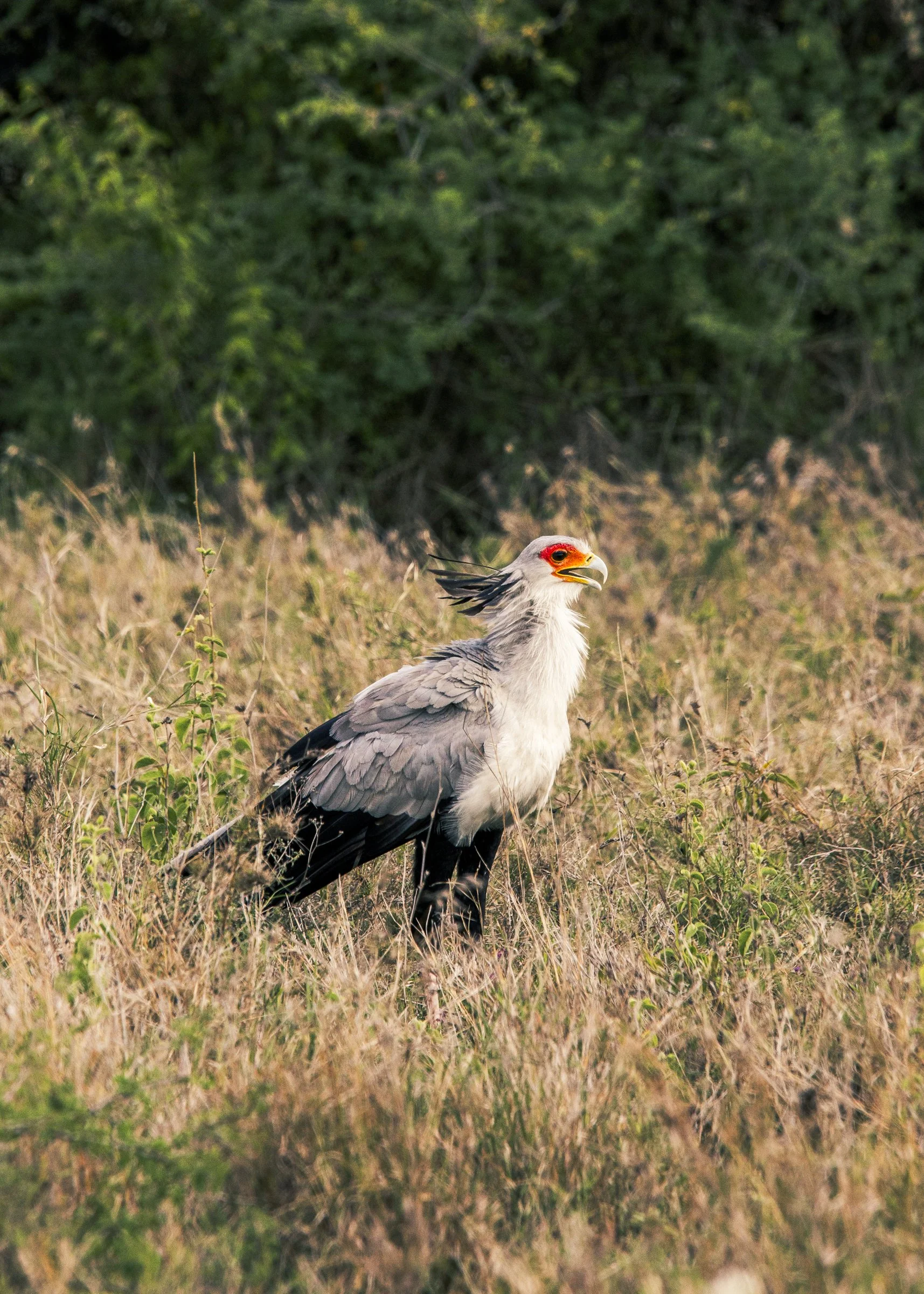 A Secretary Bird standing in a grassy field with green bushes in the background.