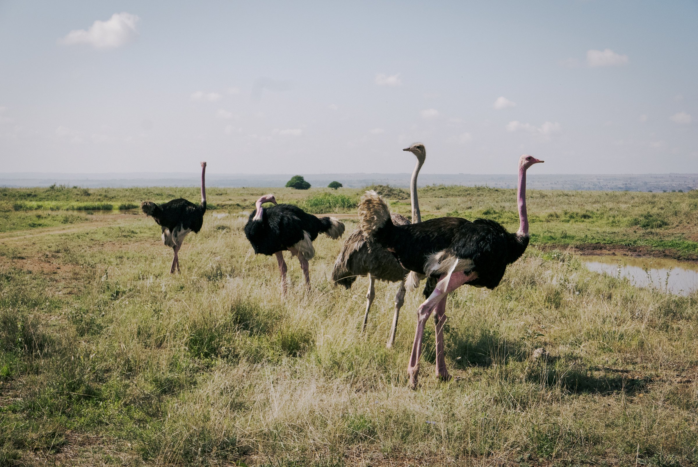 Four ostriches walking across a grassy landscape with a few scattered bushes and a partly cloudy sky in the background.