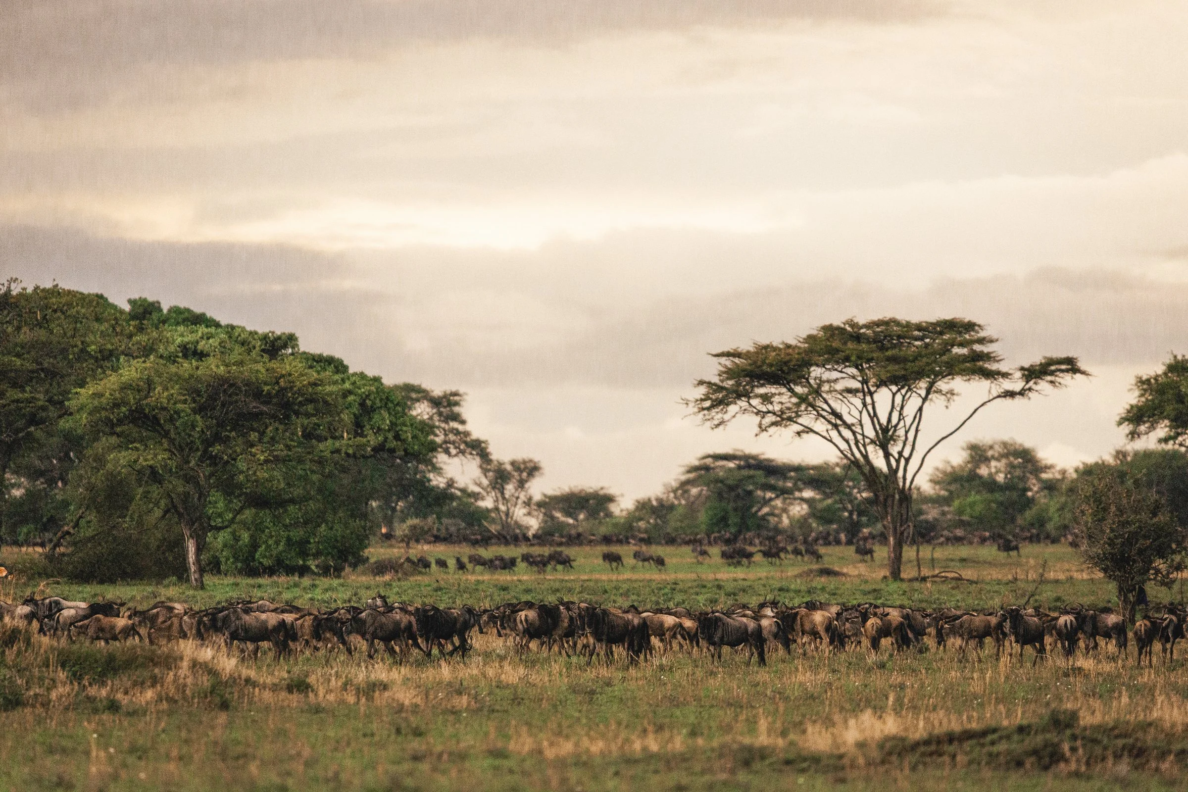 African savannah landscape with trees, a herd of animals likely wildebeests, and a distant view of more animals near the horizon under a cloudy sky.