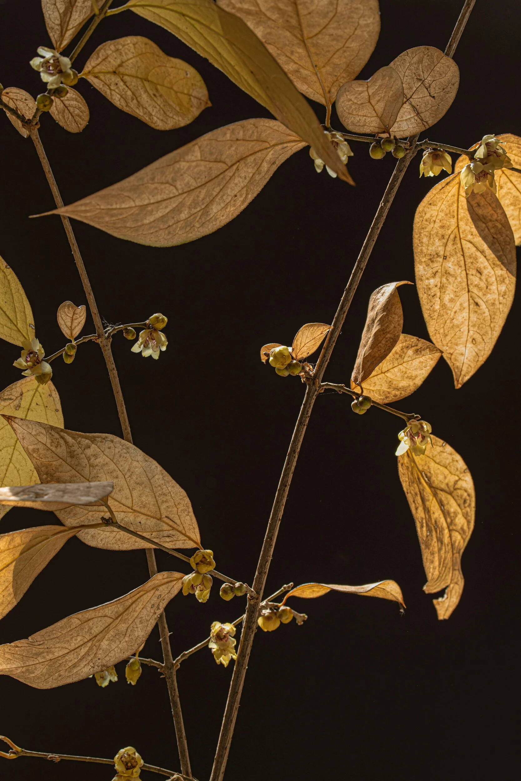 Dried brown leaves and small white flowers on thin, brown branches against a black background.