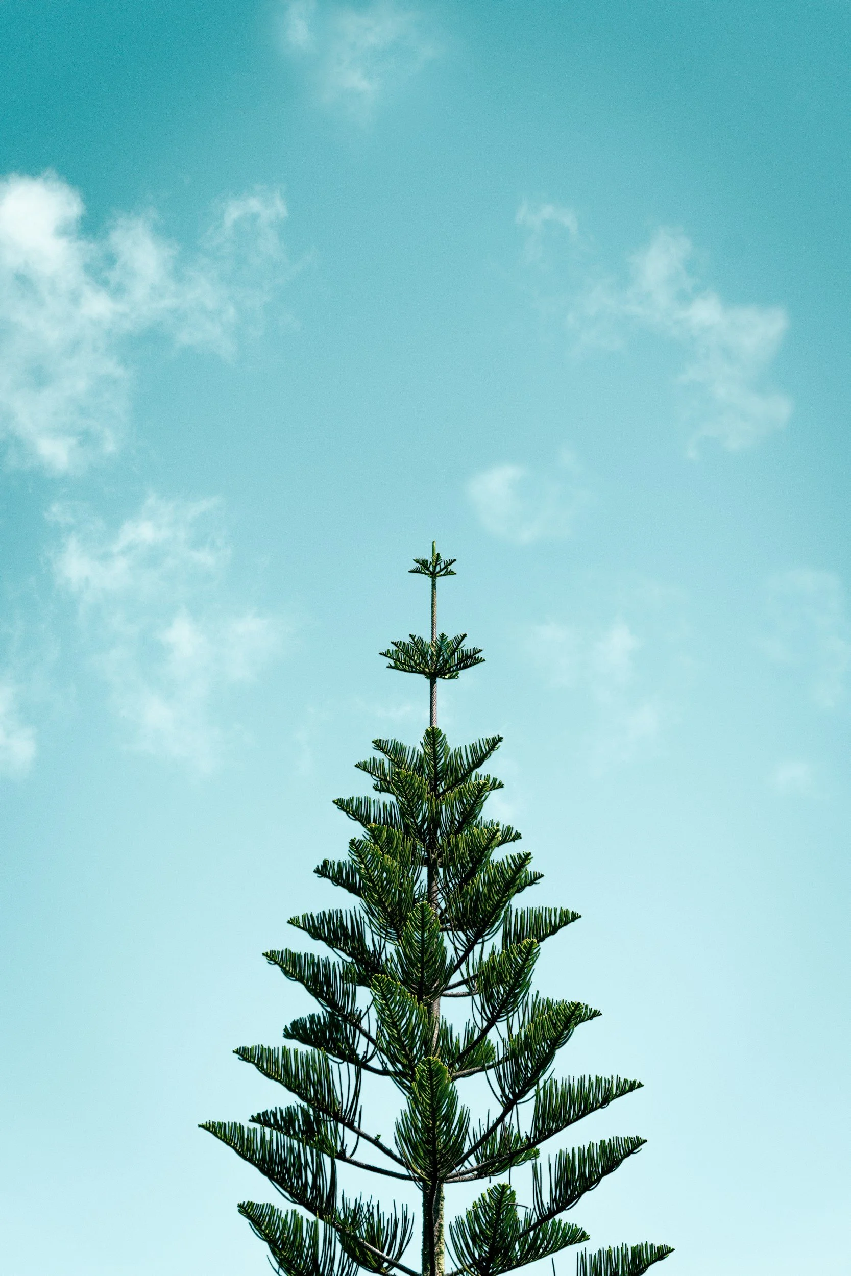 A tall pine tree against a blue sky with some white clouds.
