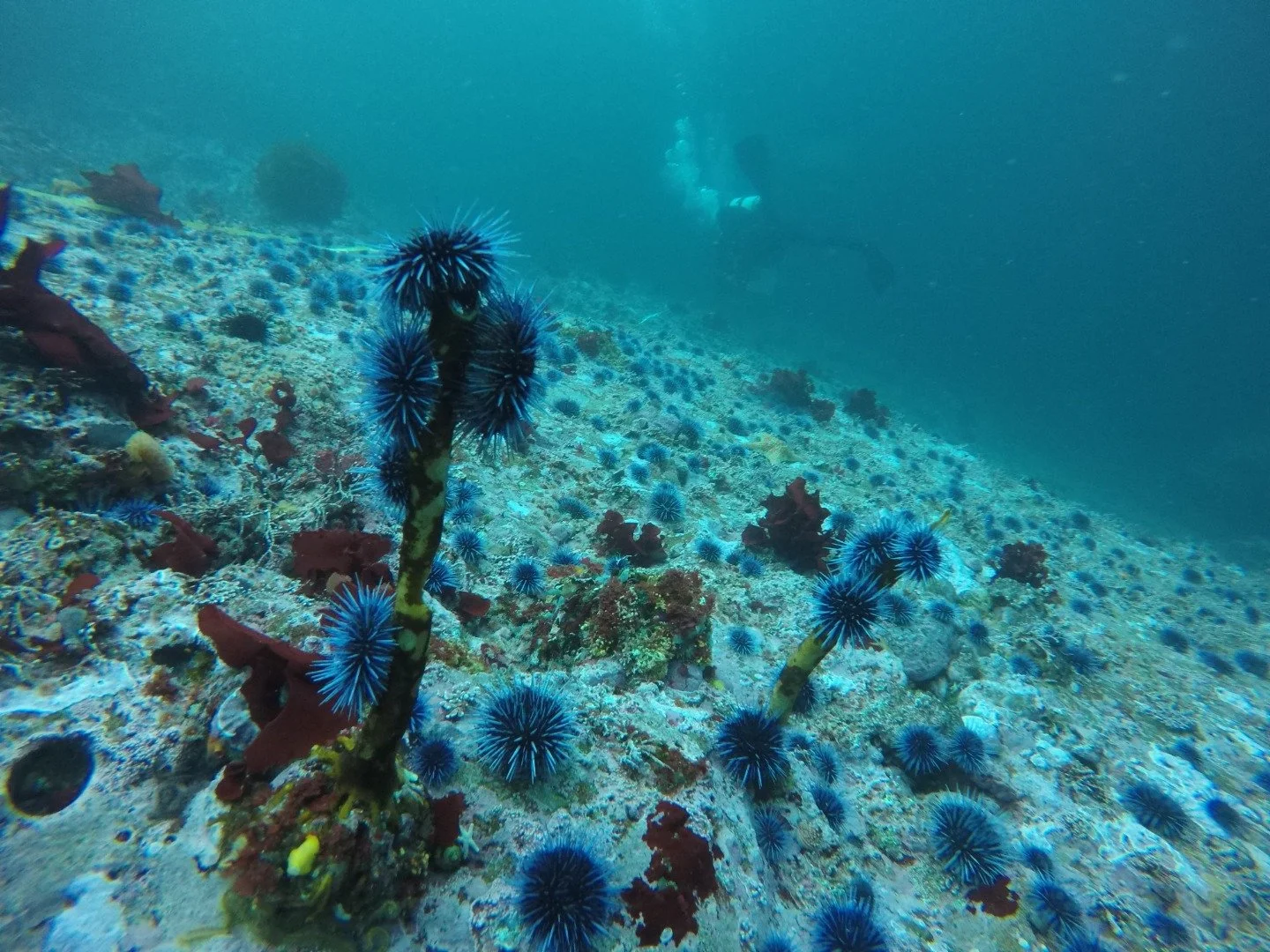 A data-driven model to help avoid ecosystem collapse