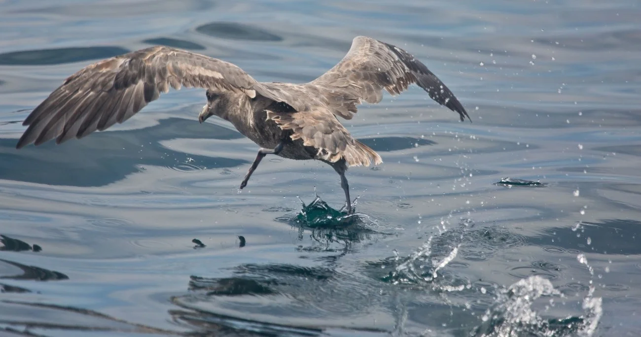 Ubiquitous plastics may trigger hormone disruption in seabirds, new study finds