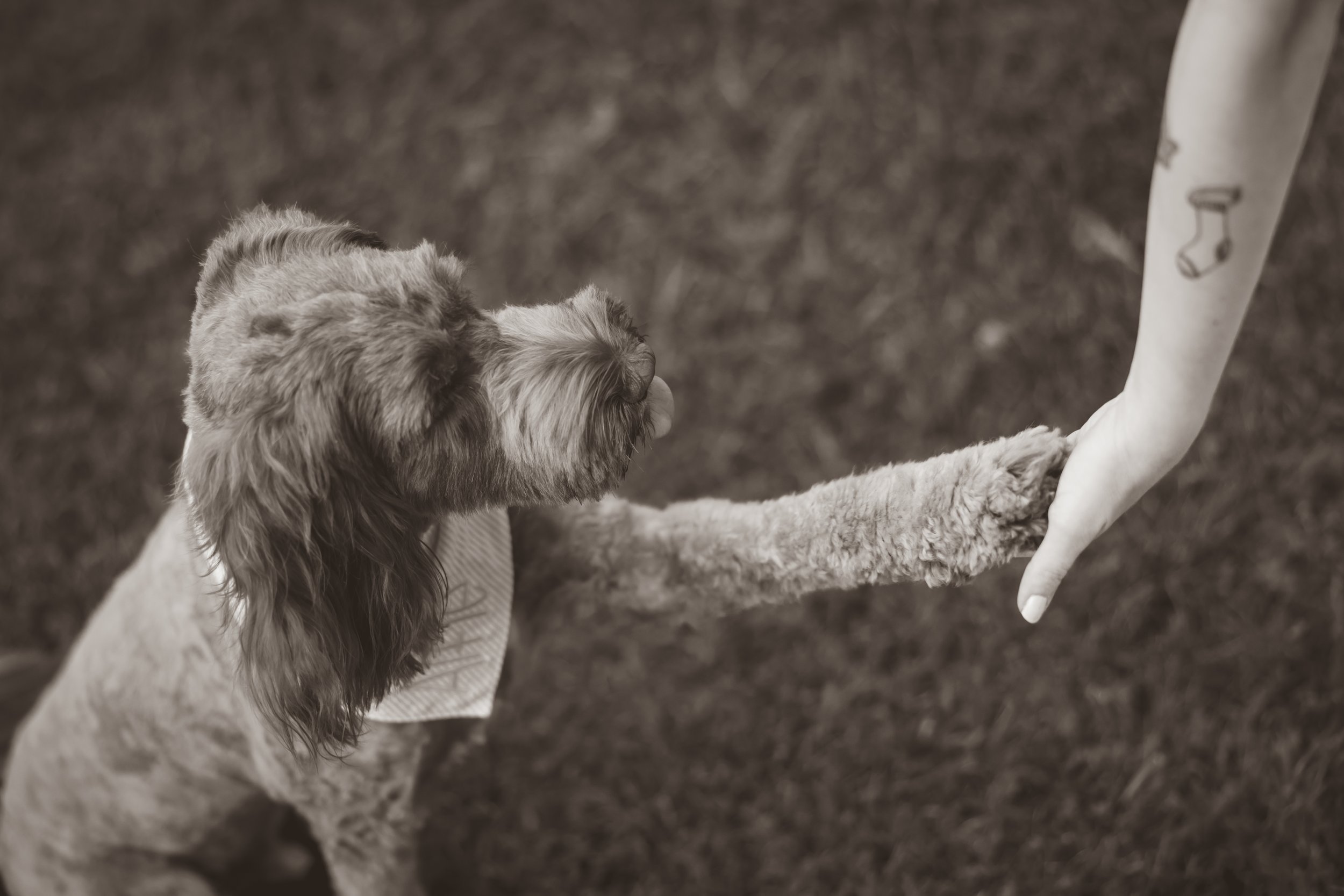 8F8A4629.jpg