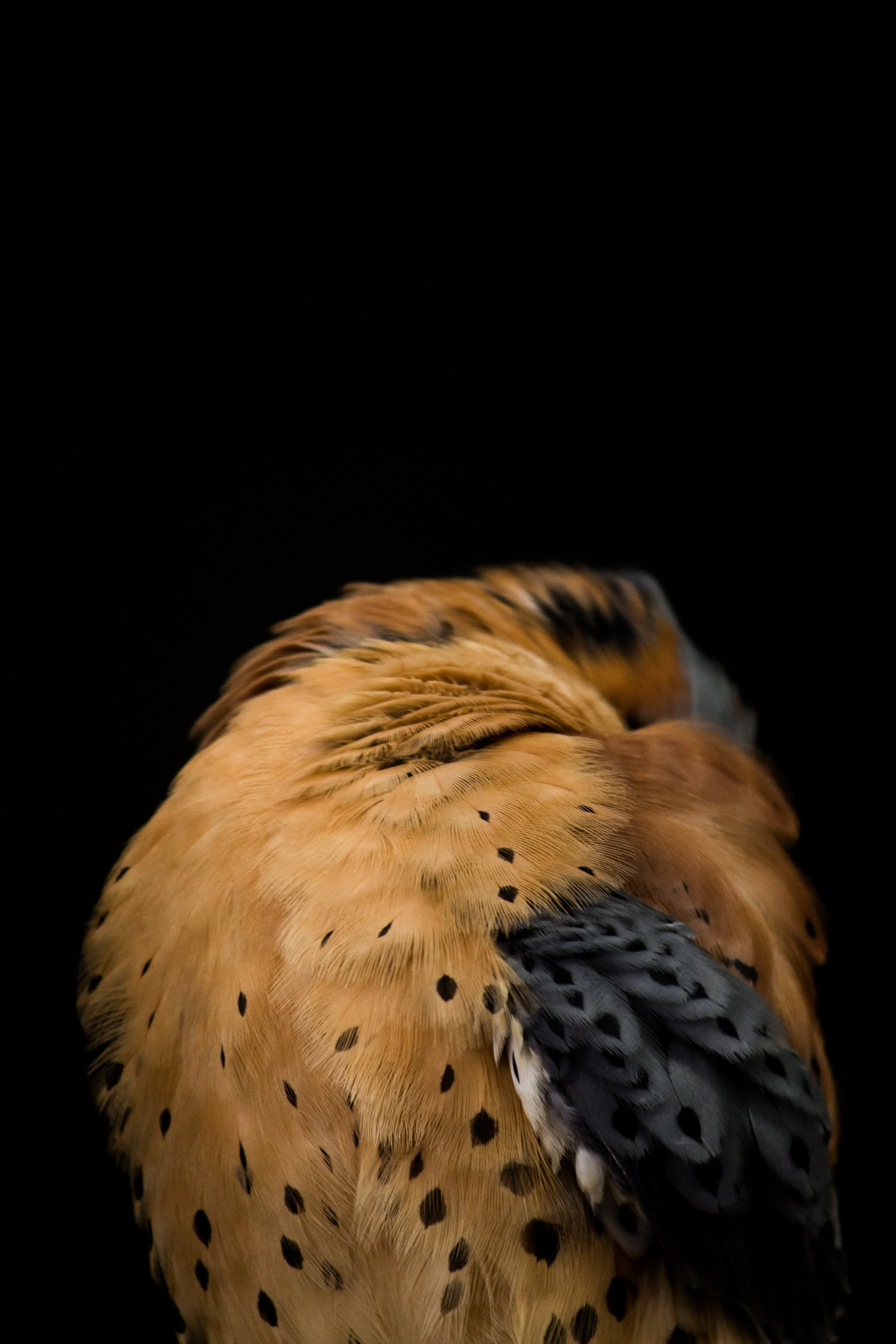 IMG_4889.jpg