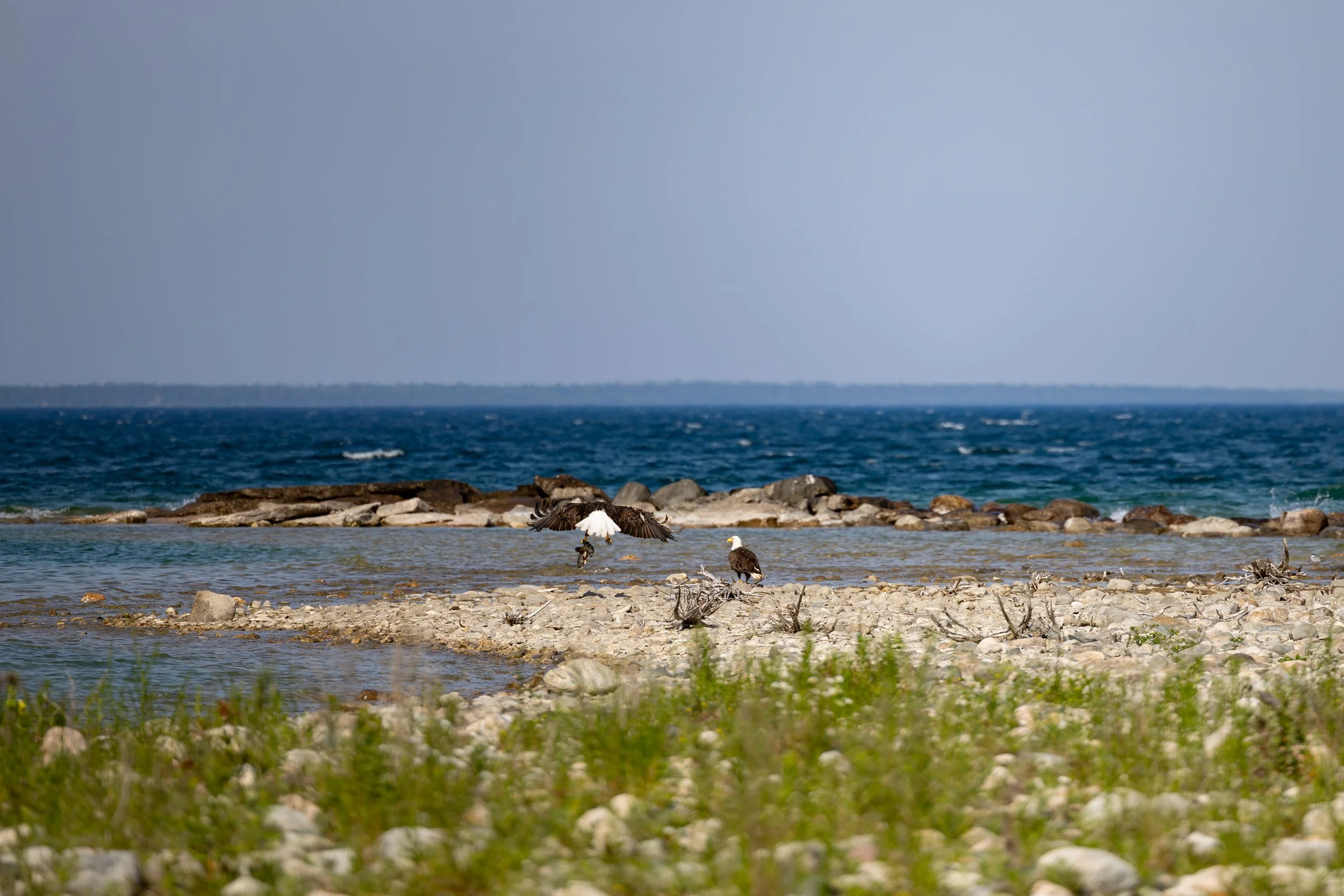 8F8A4124-Enhanced-NR.jpg