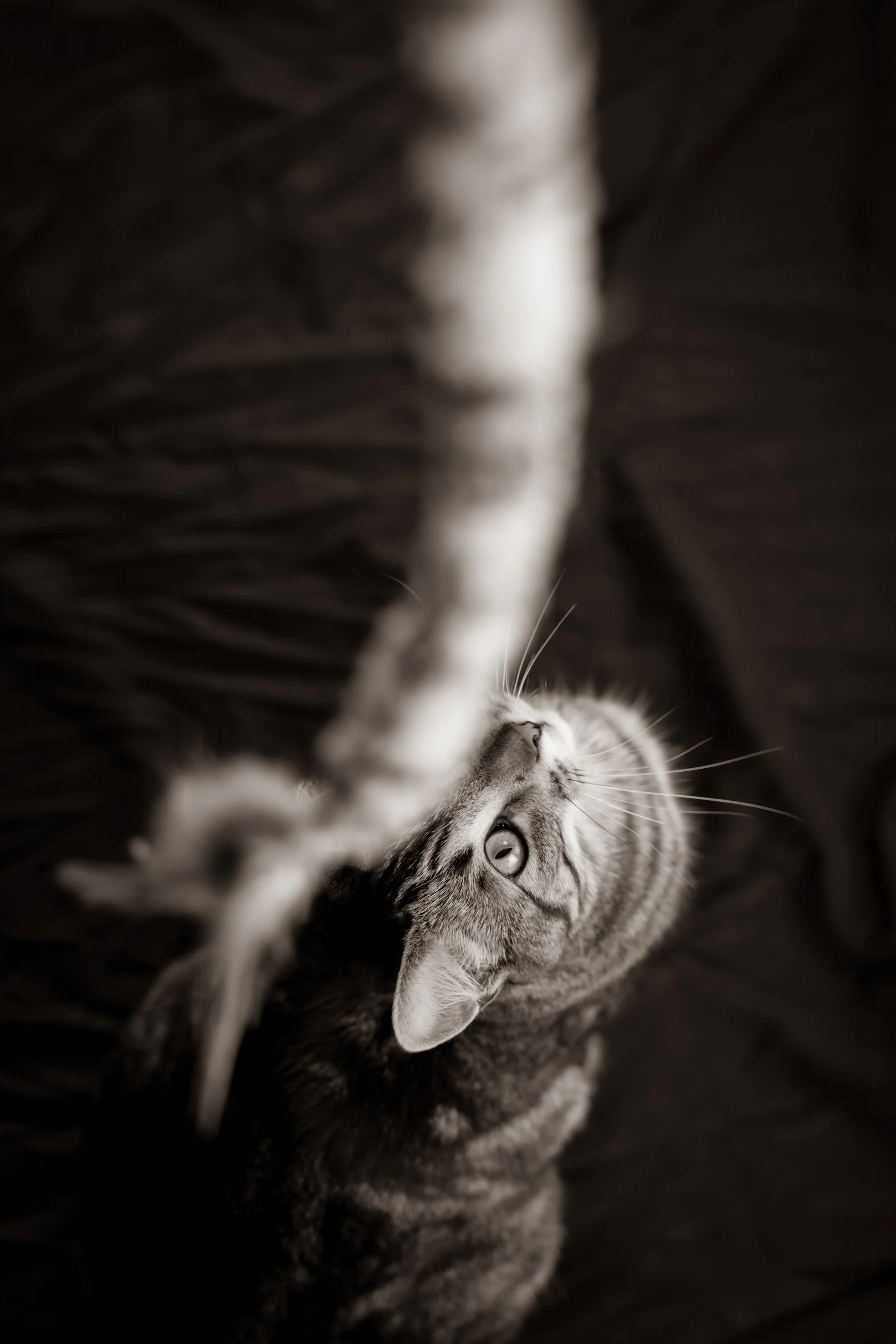 8F8A6654-2.jpg