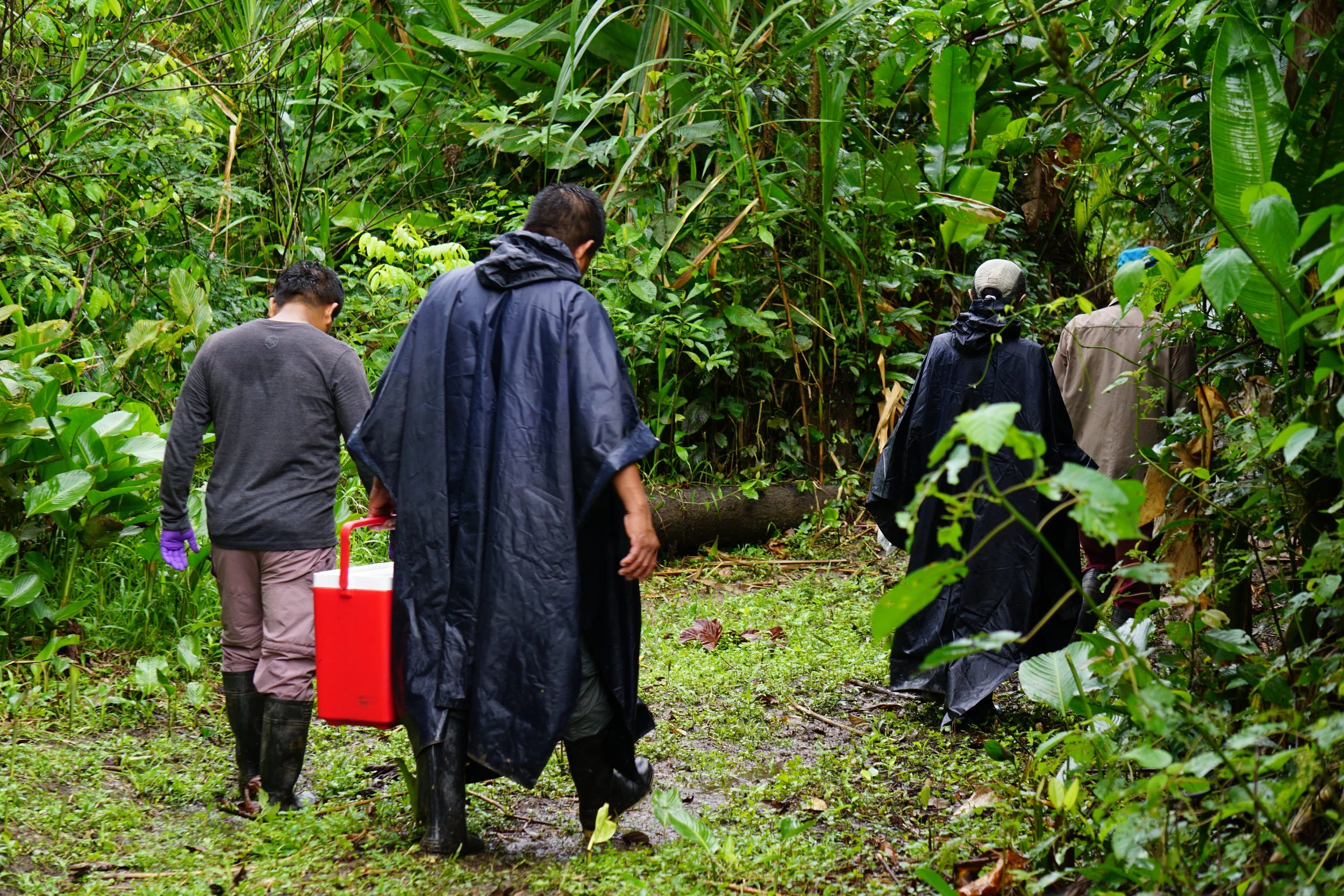 Researchers walk through the rainforest in Peru