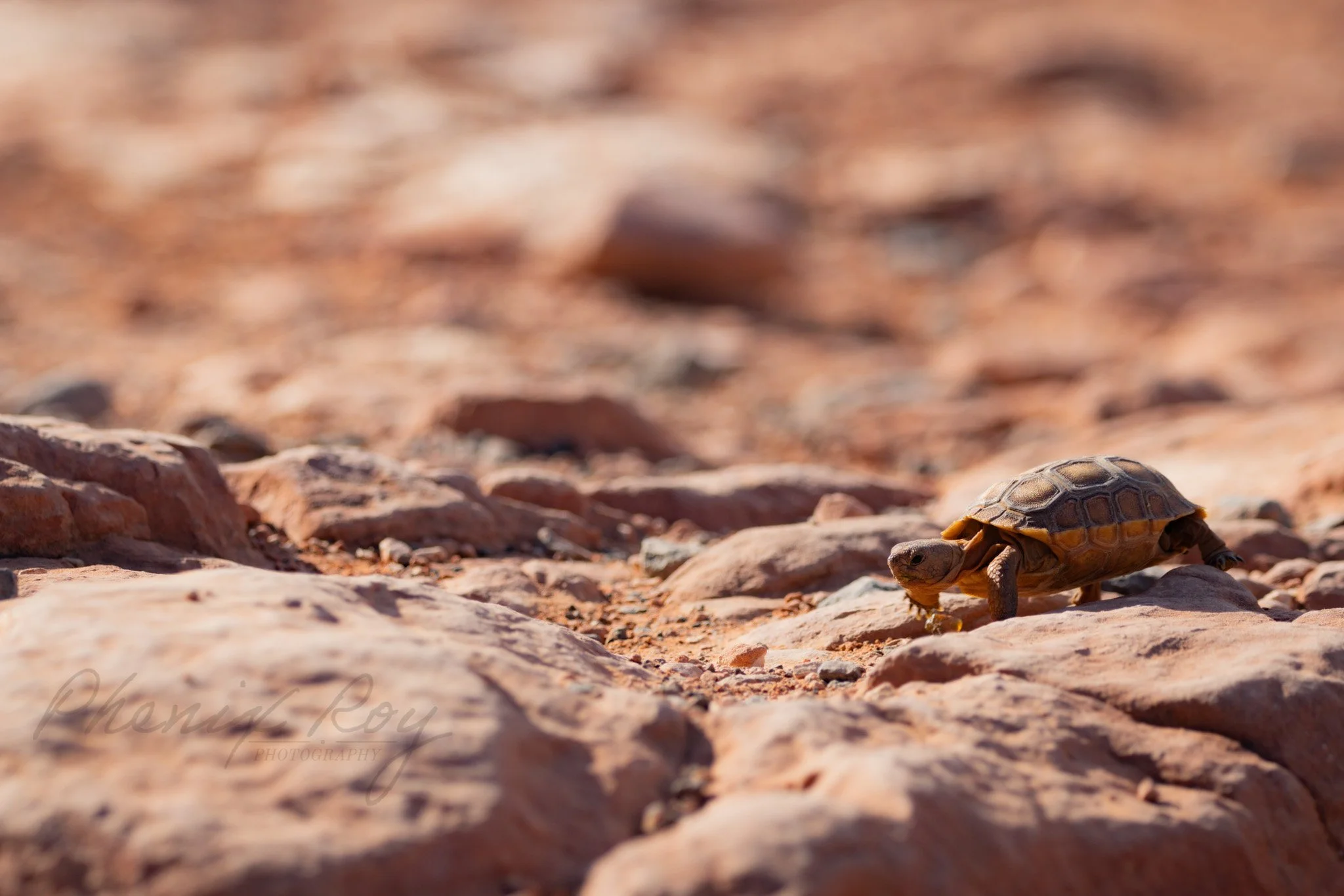 tortoises-2.jpg