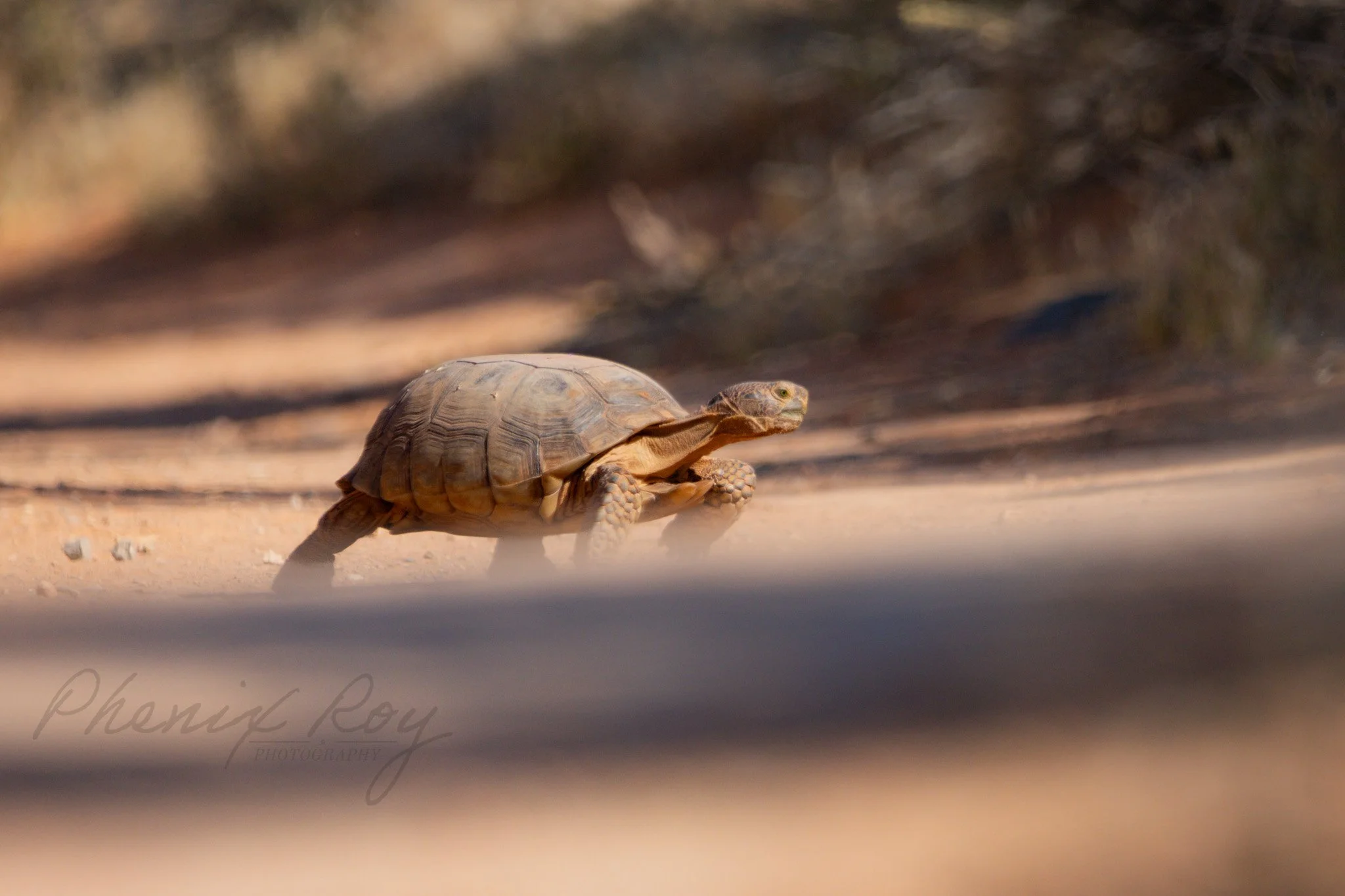 tortoises-7.jpg