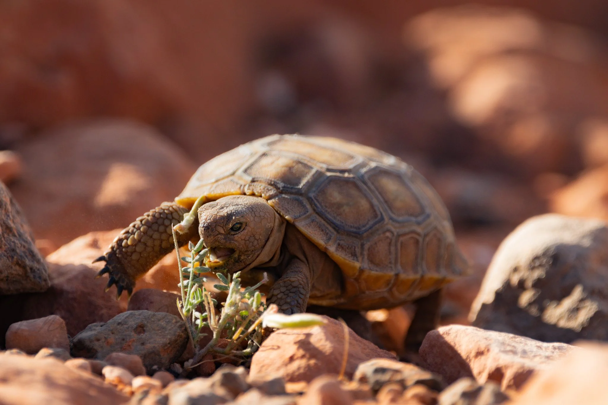 tortoises-3.jpg