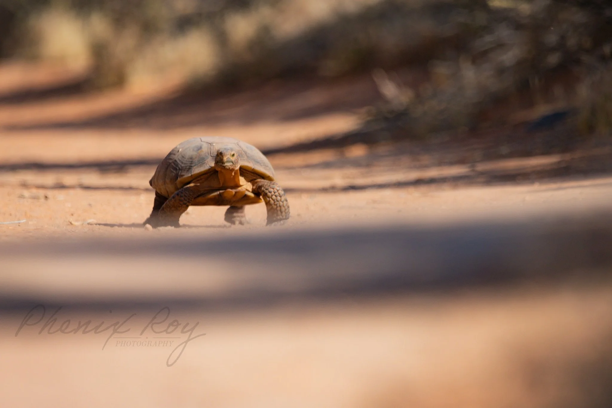 tortoises-6.jpg