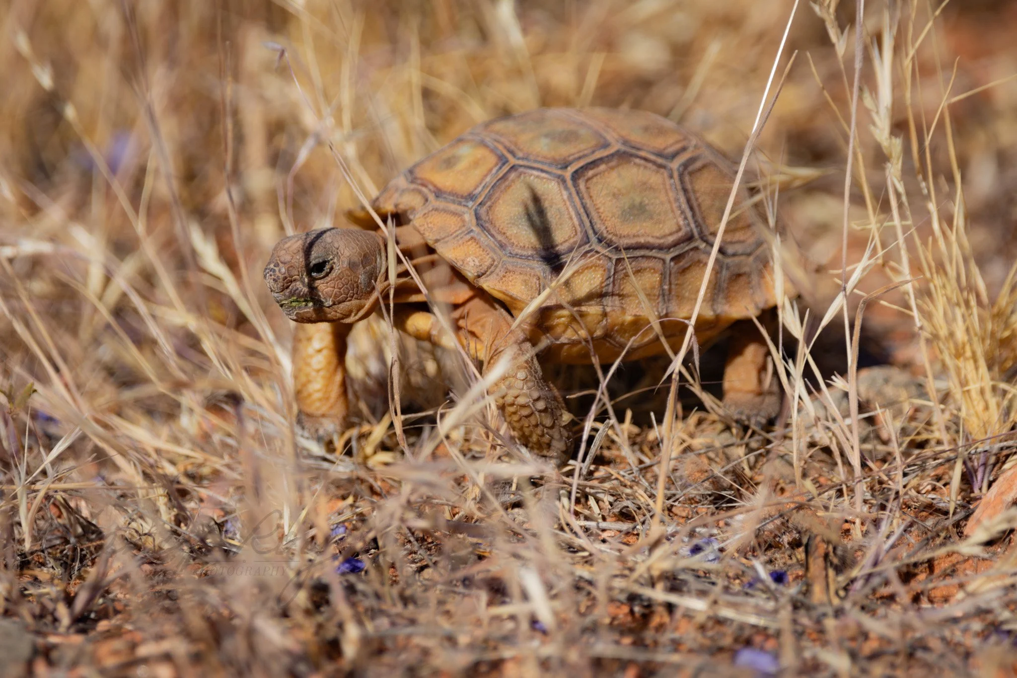 tortoises-4.jpg