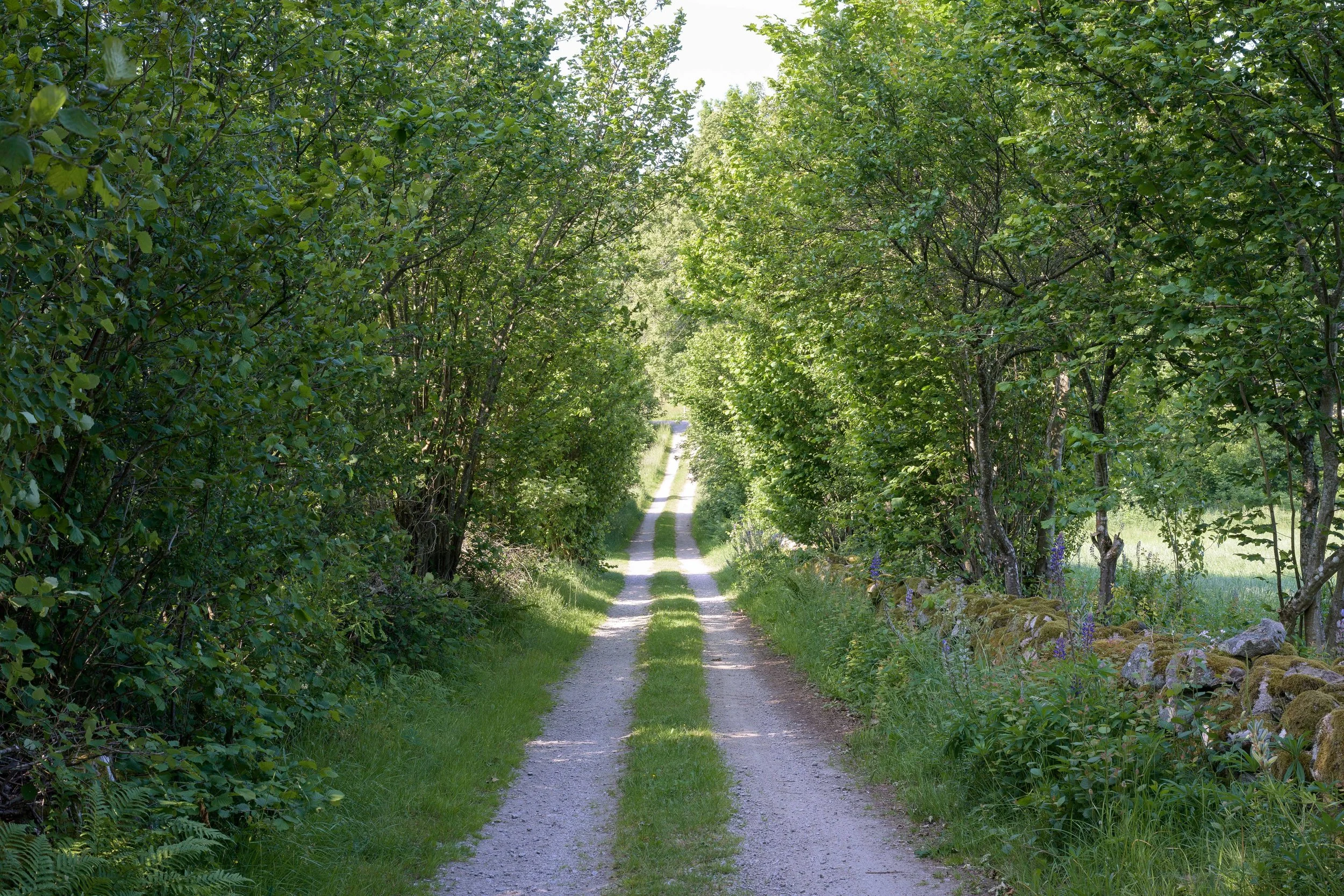 DSC_3751-2.jpg