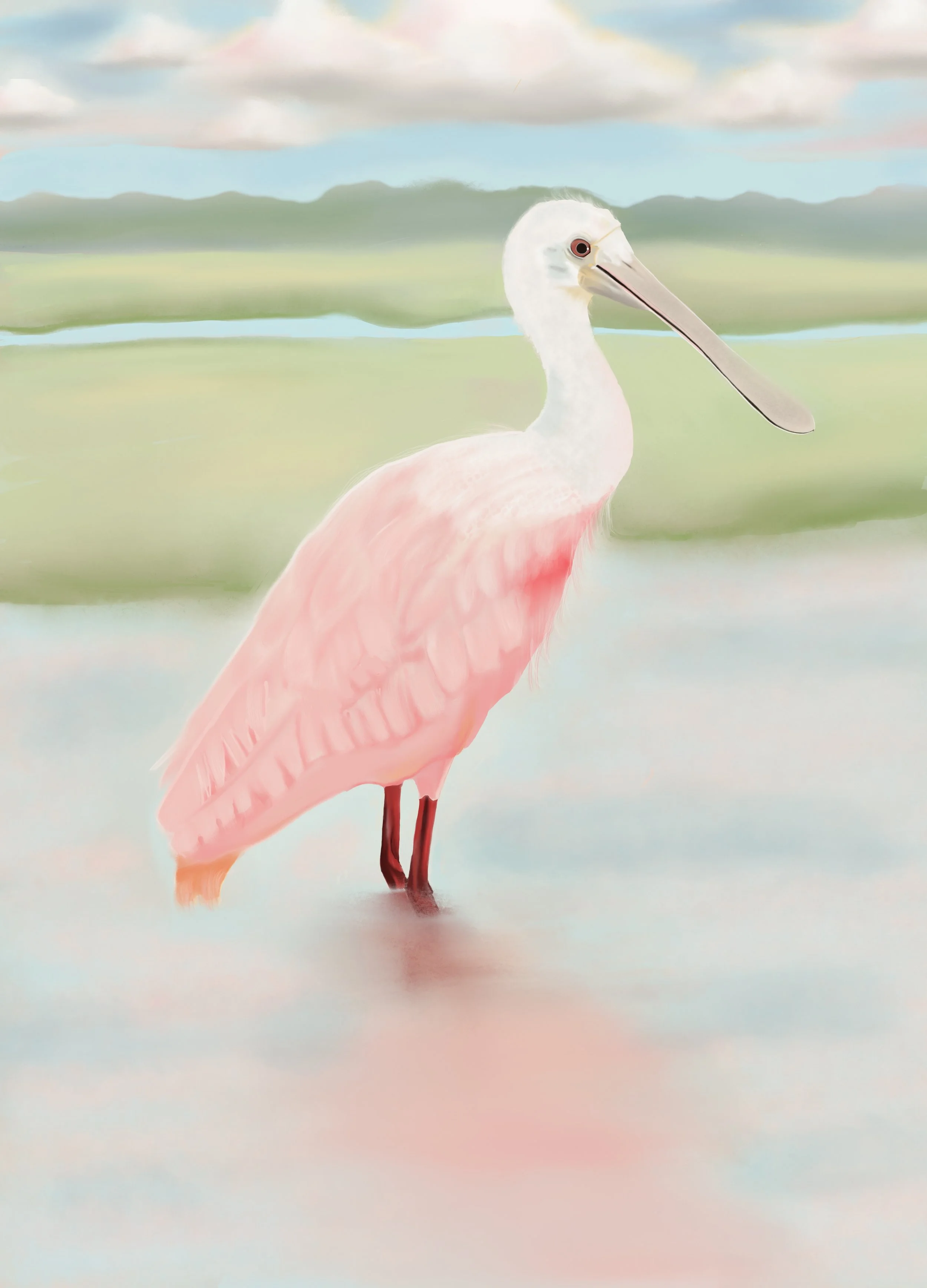 Spoonbill Evening Reflections