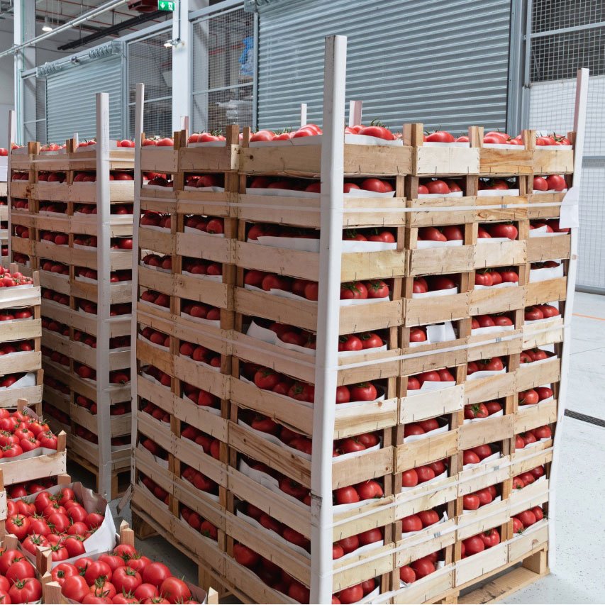 tomatos in crates stacked on a wood pallet ready to ship to market