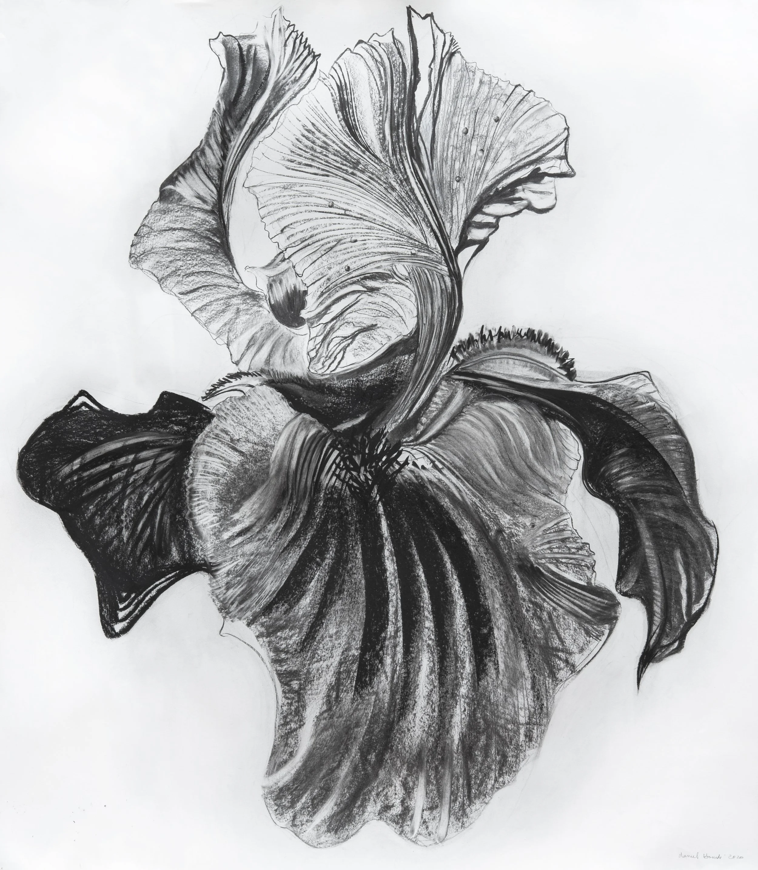 Fleur du mâle © Sylvia Bataille-2.jpg