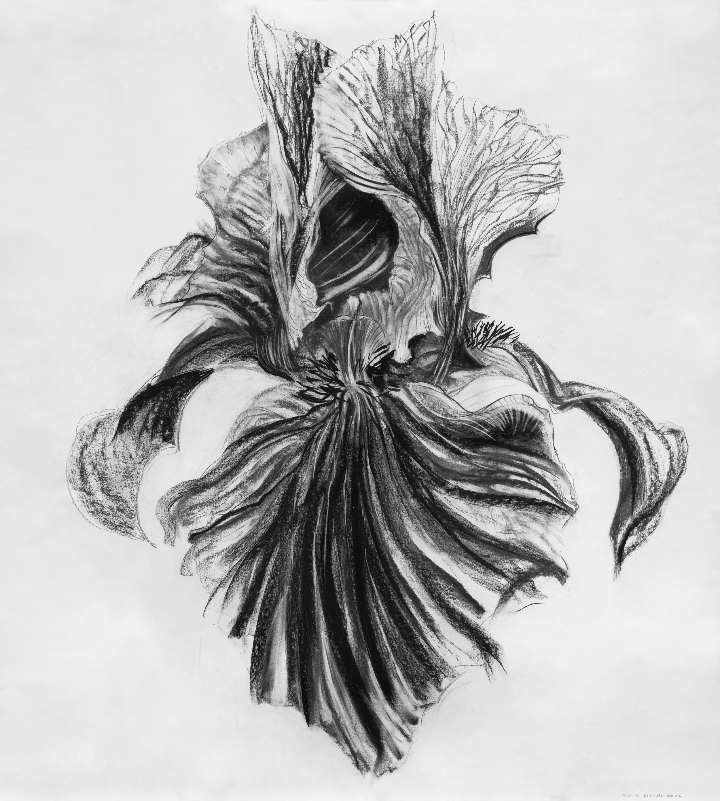 Fleur du mâle © Sylvia Bataille-1.jpg