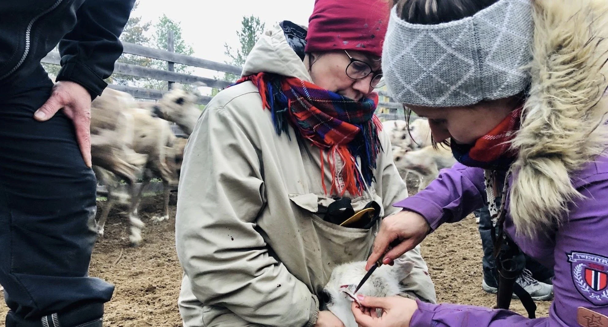 Sámi scholar and artist Päivi Magga during reindeer calf marking in 2020 (picture Antti Pentikäinen).