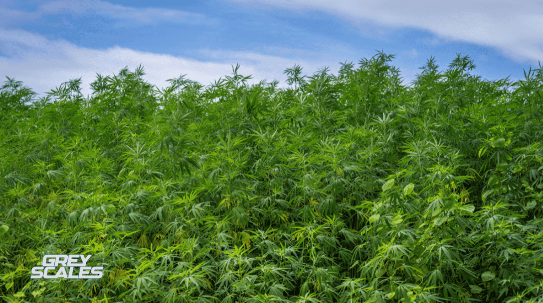 Best cannabis for productivity: top weed strains for focus and motivation