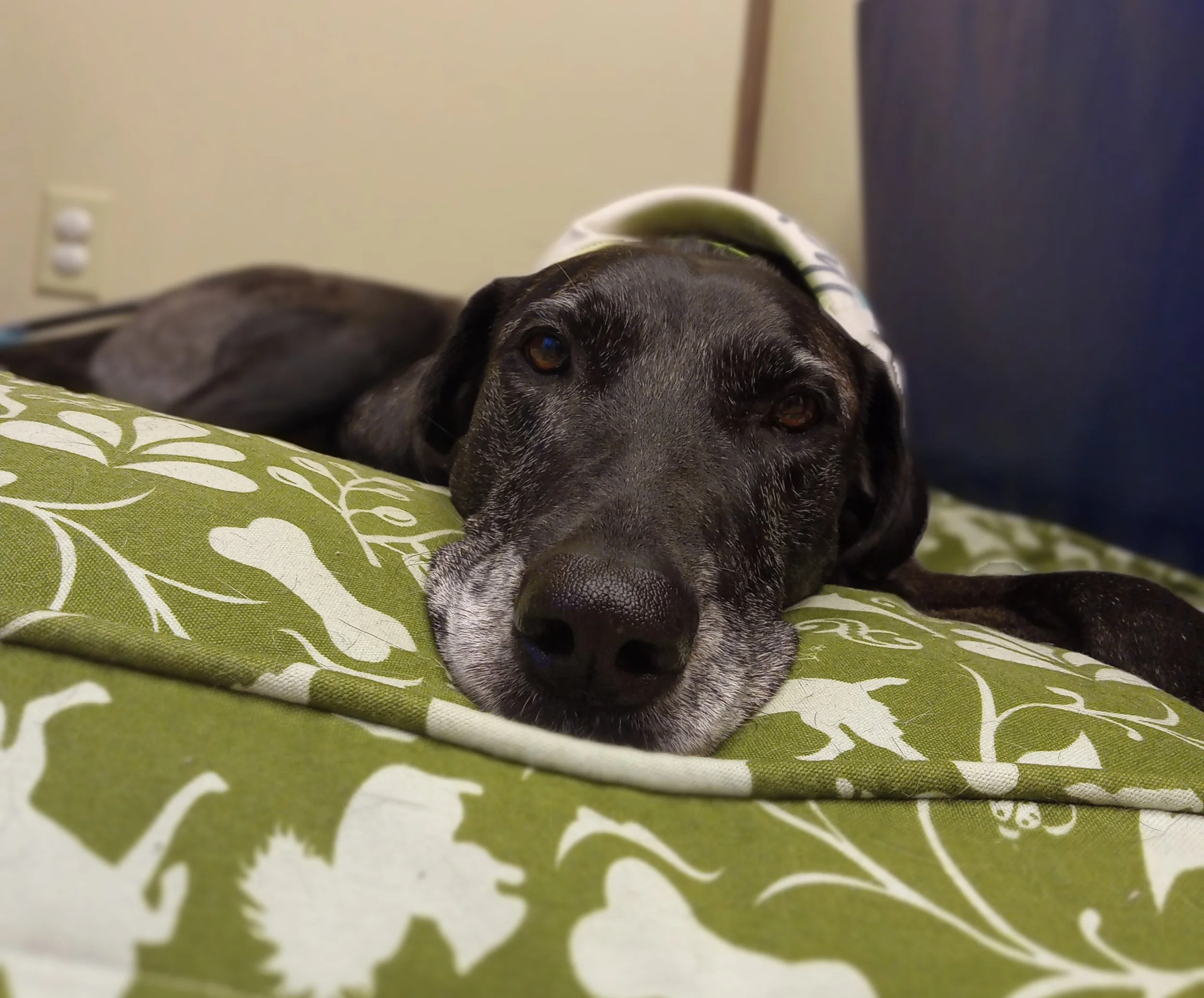 The Big Bad Wolves of Therapy Dog Training: Three-and-a-Half Things to Avoid When Preparing for Animal-Assisted Speech Therapy