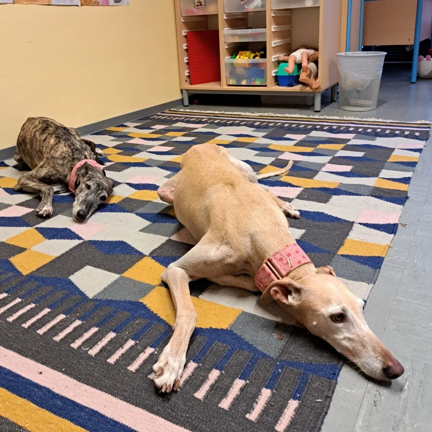 Pawsitive Connections: How Therapy Dogs Help Kids Learn Social-Emotional Skills