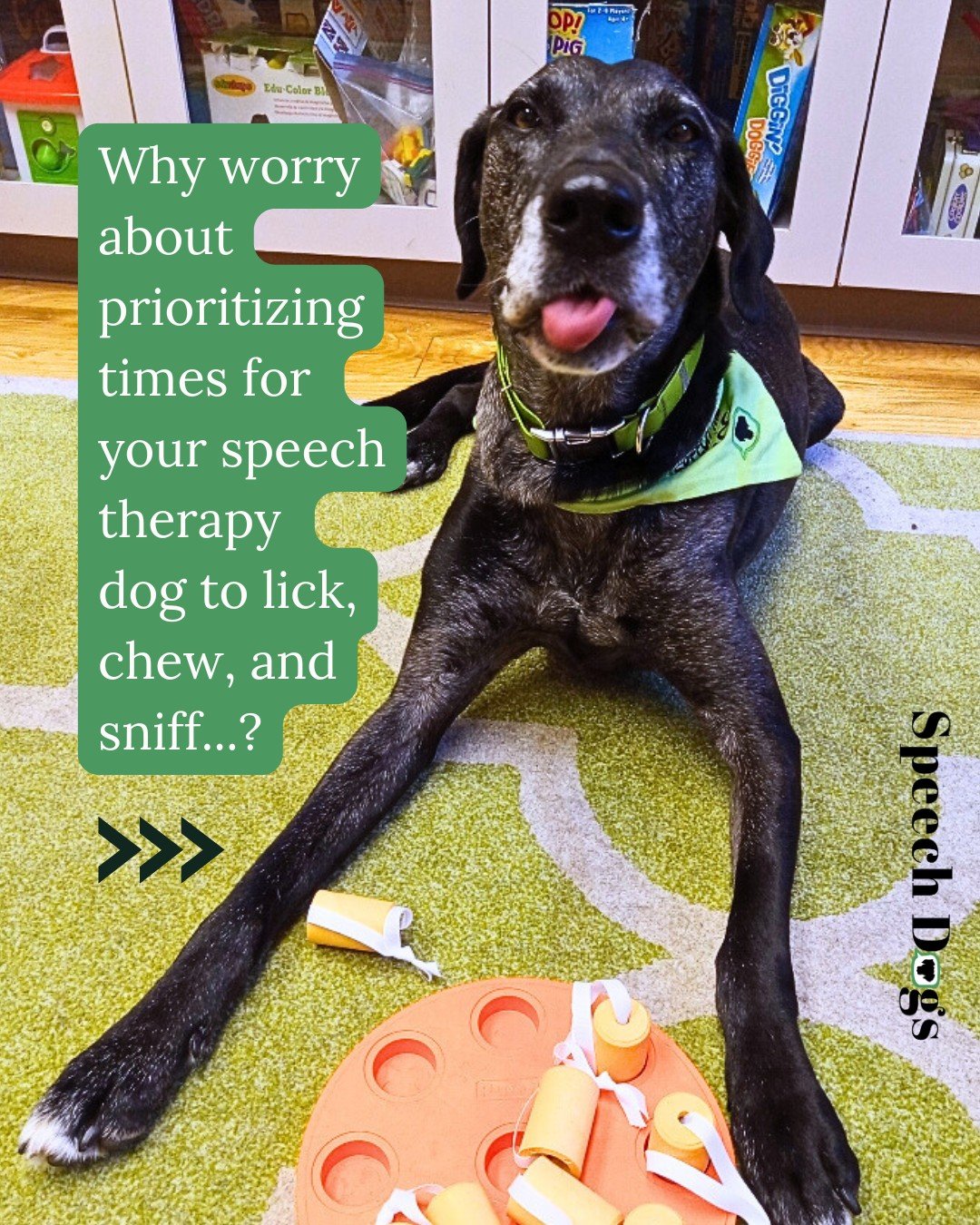 Prioritizing time to decompress is just one of the therapy dog handling skills I do differently now than when I started.  You know what they say...know better, do better!

✨To see the other lessons I've learned in nearly six years as an animal-assist