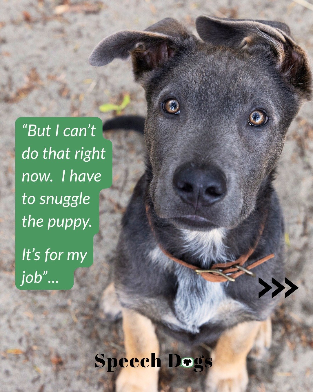 🐕&zwj;🦺What are my priorities in these early months when Zephyr is still a puppy with a relatively short attention span, a rapidly growing body, and an open mind? 

In addition to lots of time bonding together, they are body handling, luring and so