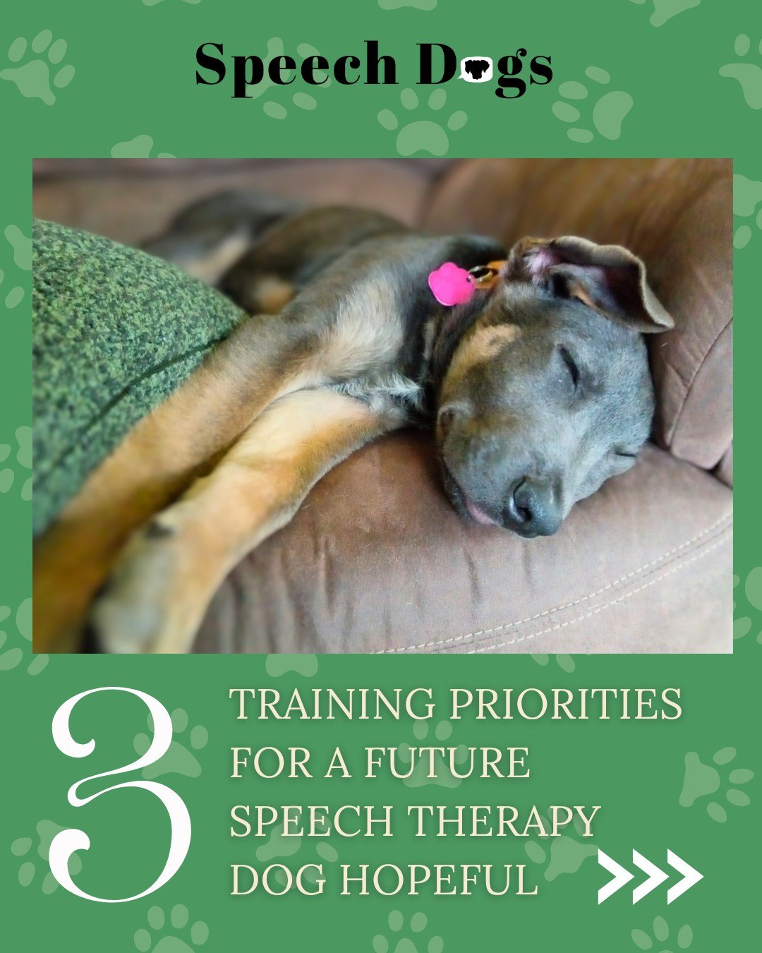 Getting a puppy with hopes of working together in a professional role is always a bit of a gamble...🤞 

Zephyr shows a lot of great therapy dog qualities at this point but has some unknown genetics that could influence his adult temperament and driv