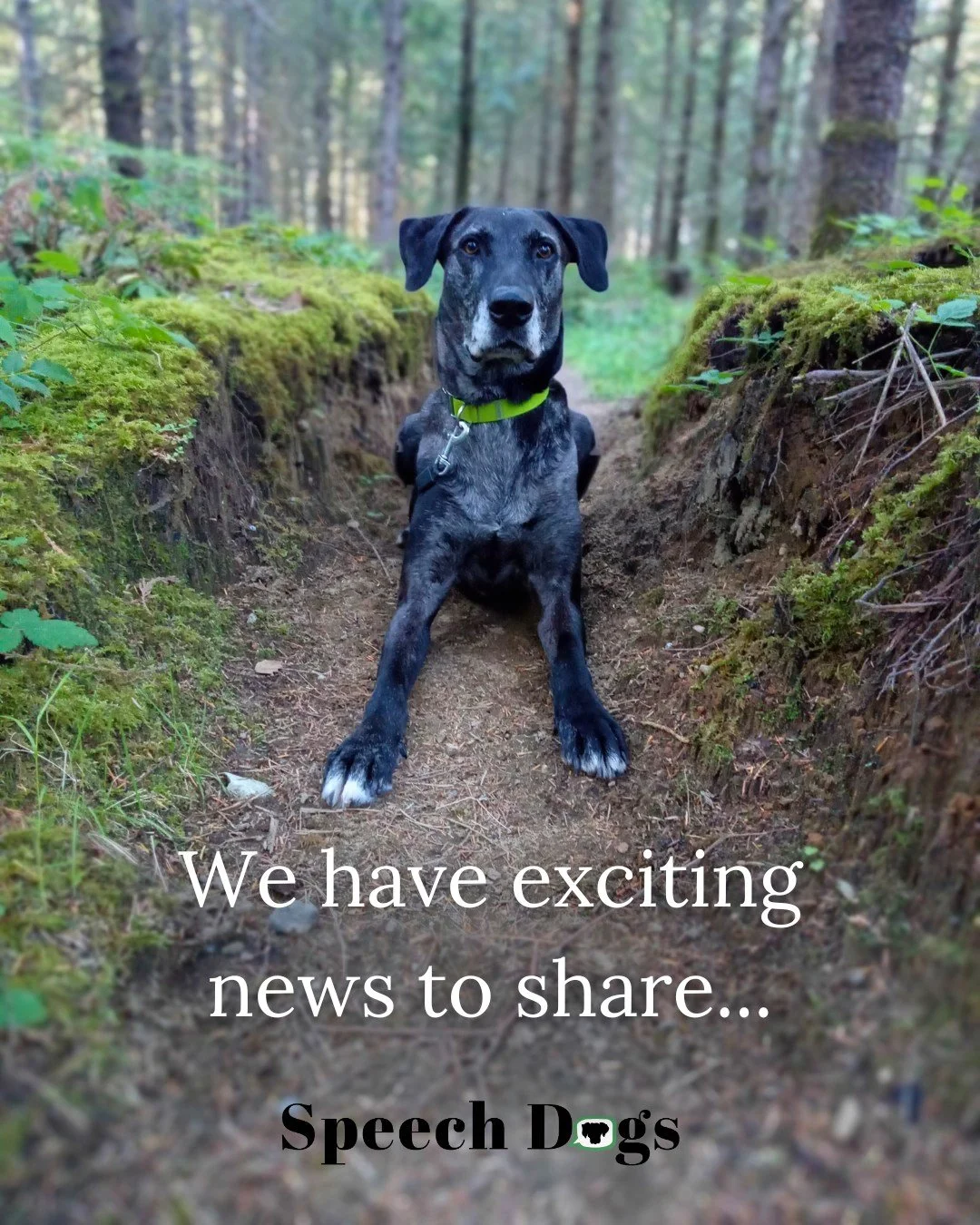 I was asked to present virtually at this years American Speech-Language Hearing Association national convention! 🐕&zwj;🦺

✨Look for virtual session 3034V, &ldquo;Envisioning Possibilities for AAI in a Pediatric Setting&rdquo;. And don't forget to p