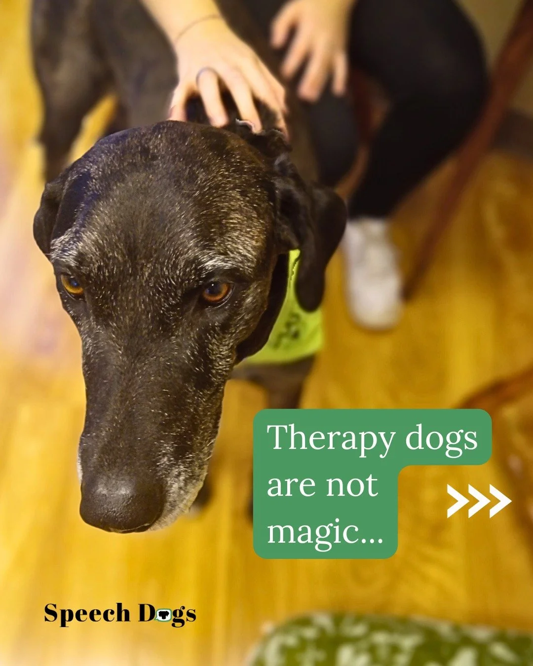 Check out "Transforming My Work: How a Speech Therapy Dog Helps Me Be a Better Clinician", the latest Puppy Wiggles and Children's Giggles article.  Link in bio or at www.speechdogs.com!