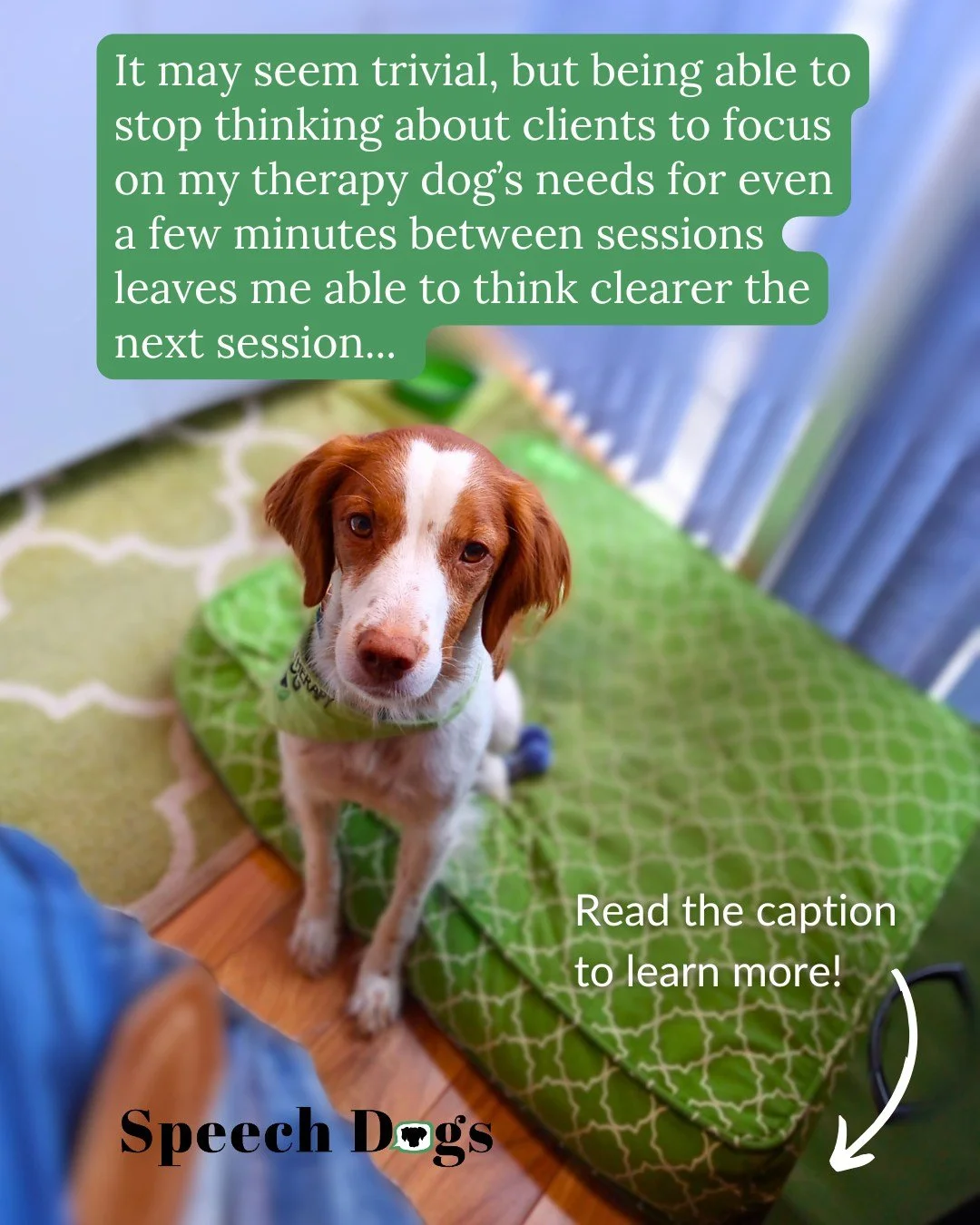 Since regularly partnering with my therapy dogs though, breaks between clients are actually breaks (well, for the most part)...

Going outside for a quick walk, tossing a dog toy a few times to help them decompress, or cleaning the therapy room of do