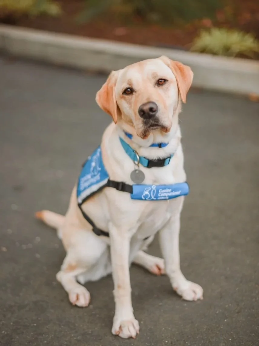 Partnership with Purpose: Is a Facility Dog Right for You? 