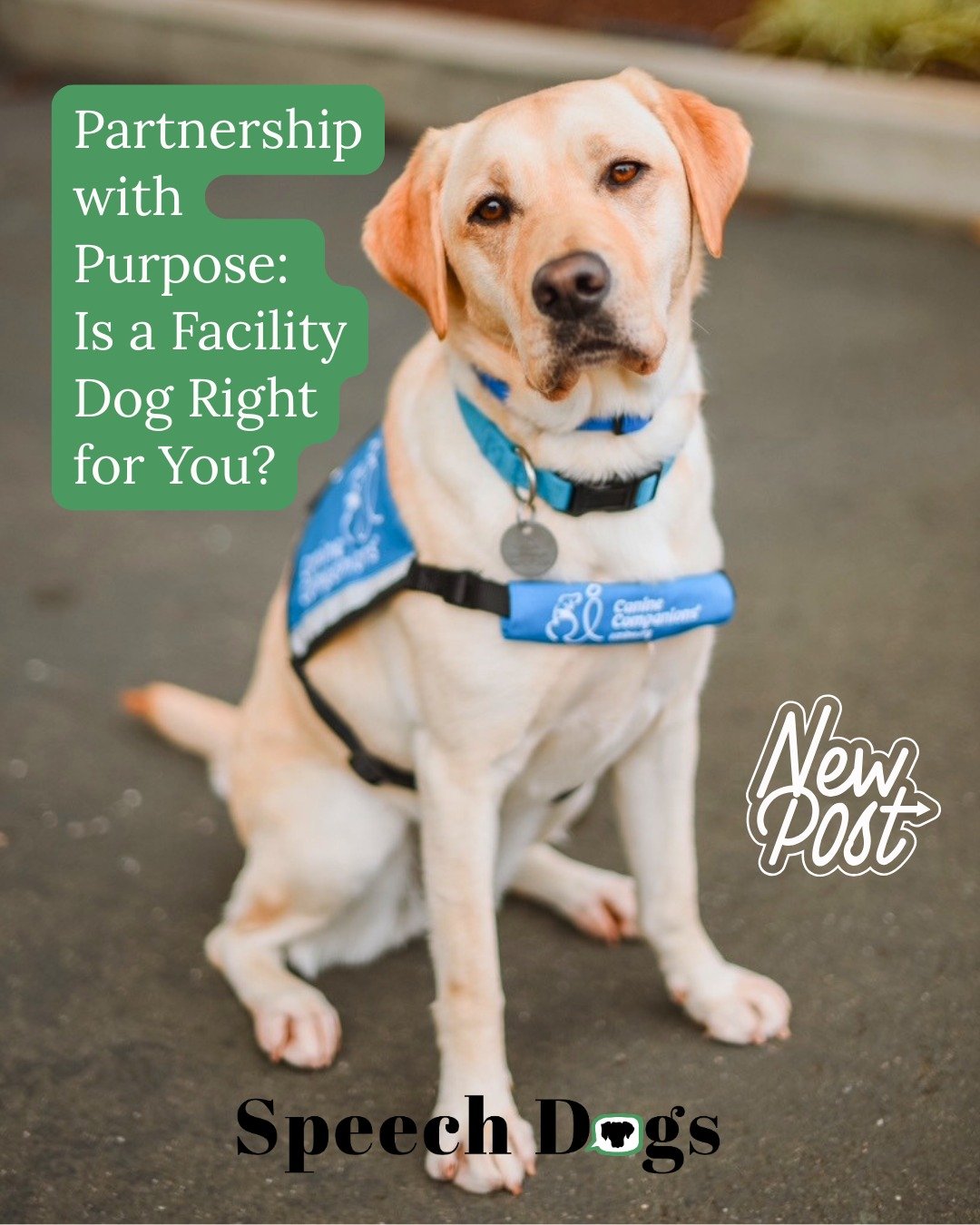 🐕&zwj;🦺 In schools, courthouses, and hospitals across the country, facility dogs are quietly changing the way people experience education, safety, and healing.

&zwj;But what exactly is a facility dog, and how does a professional get started partne