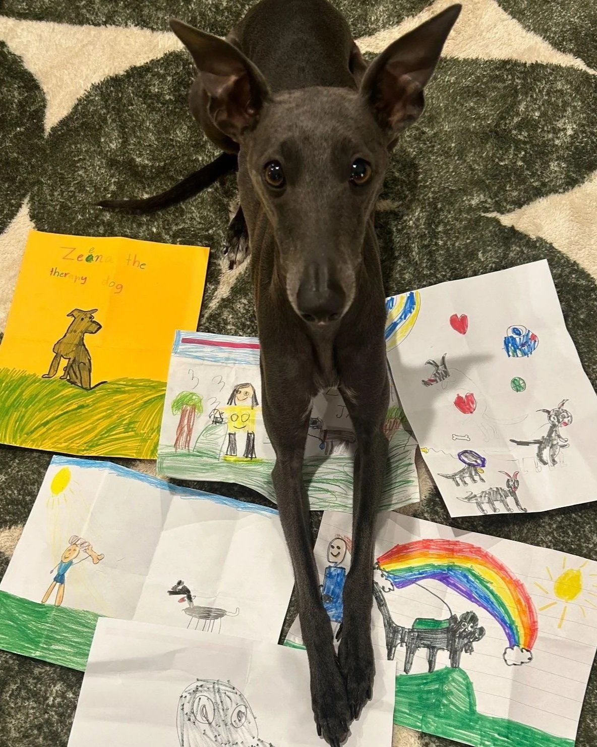 Breaking the Therapy Dog Mold: How Zeena the Whippet Thrives in Animal-Assisted Occupational Therapy