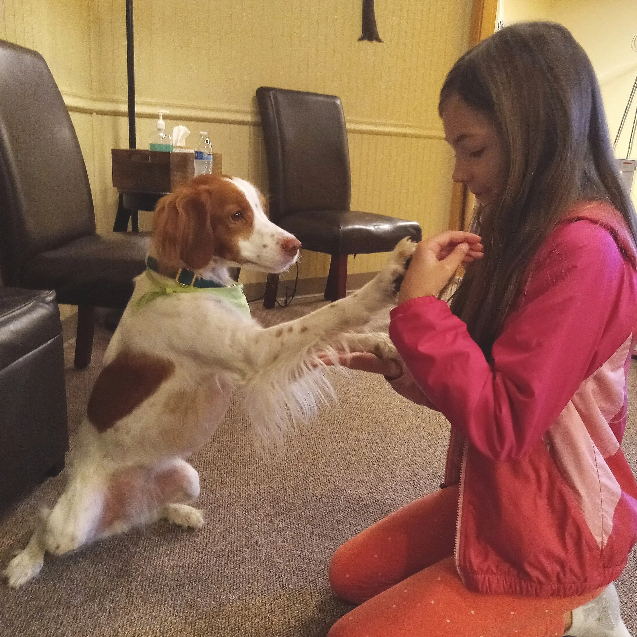 Speech therapy dog Sky gives a high-five during animal-assisted speech therapy (dog AAI).