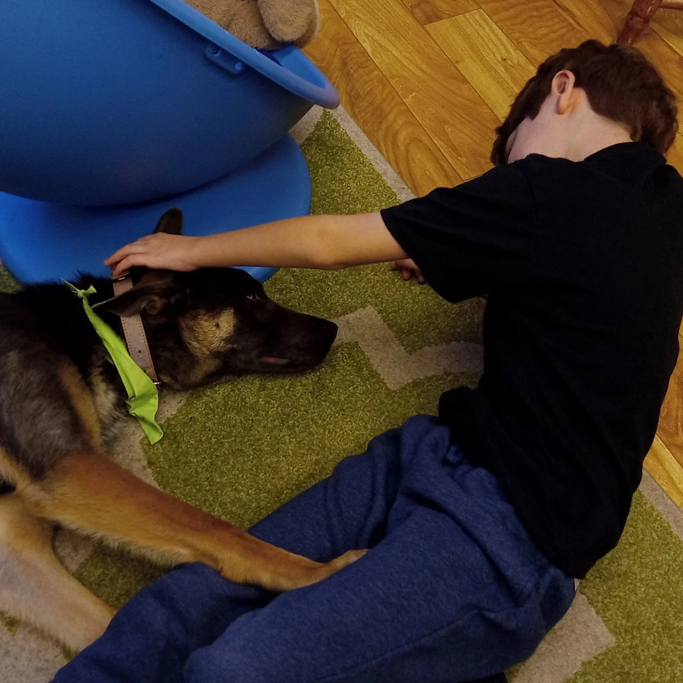 Canine-assisted speech therapy with child watching therapy dog's body language.