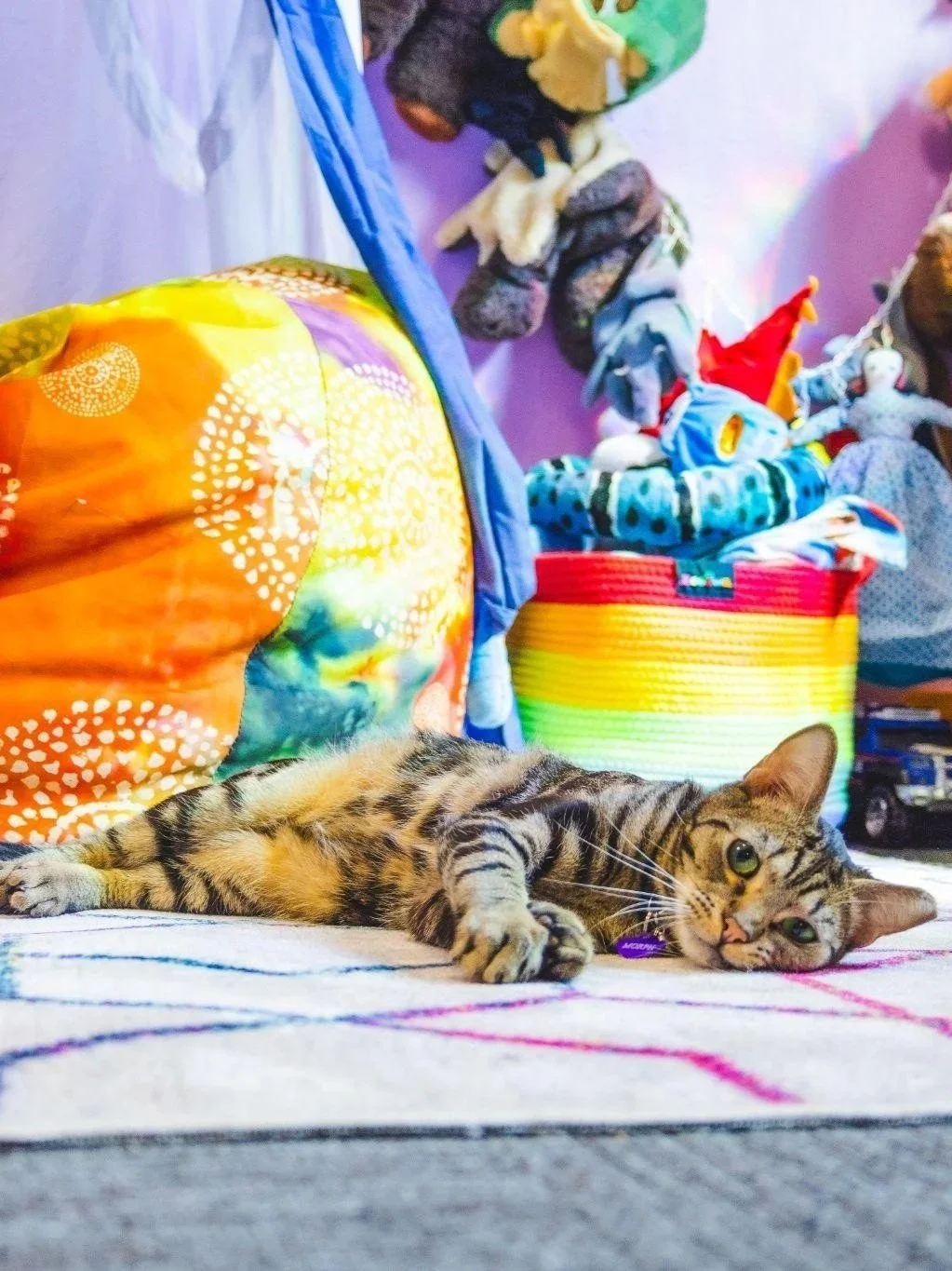 Therapy cat Morpheus in his animal-assisted play therapy room.