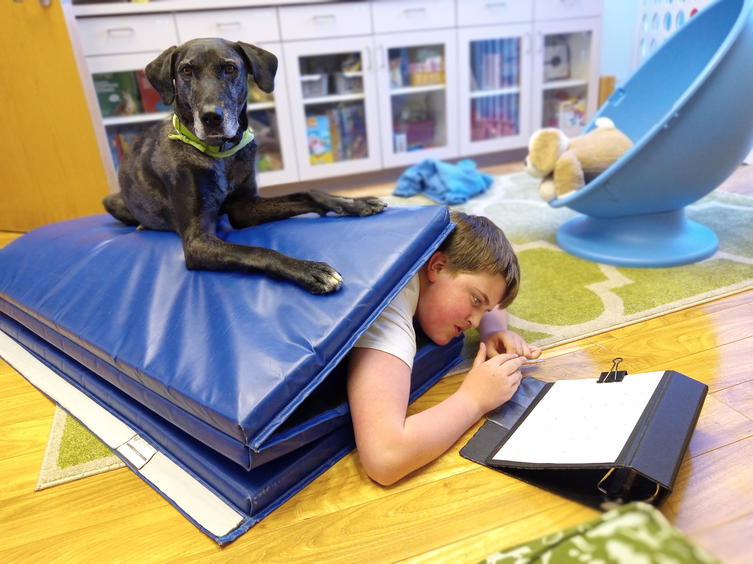 Delta provides deep pressure input to child in animal-assisted therapy session.