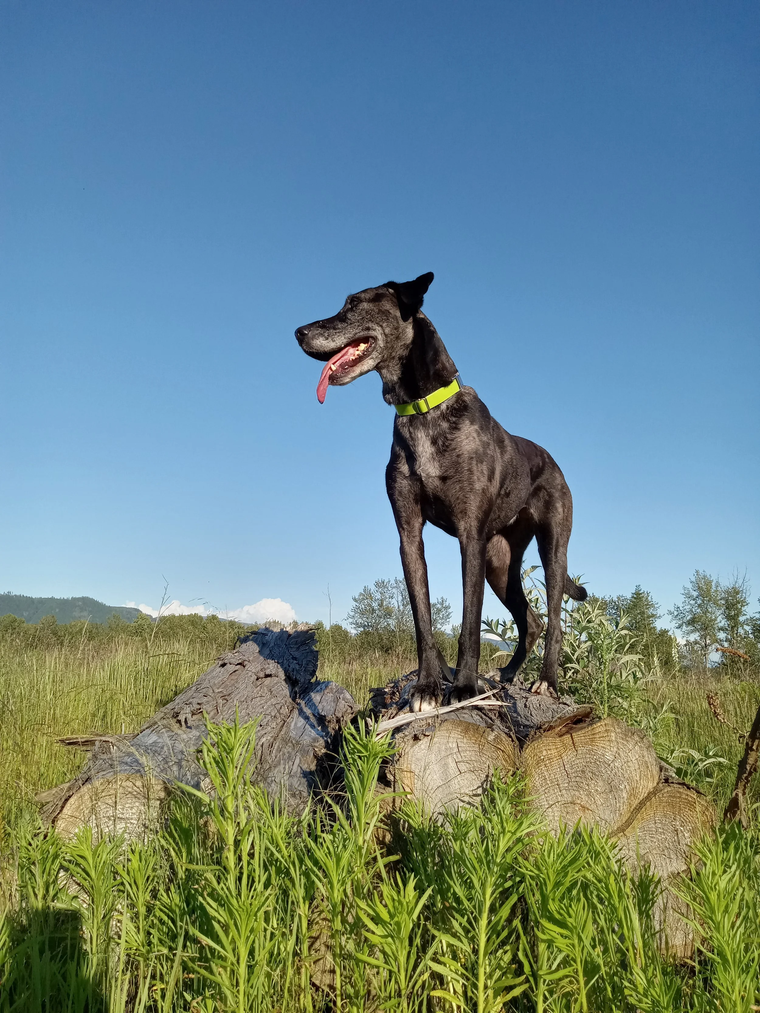 Therapy dog Delta on a decompression walk after a day of canine-assisted speech therapy.