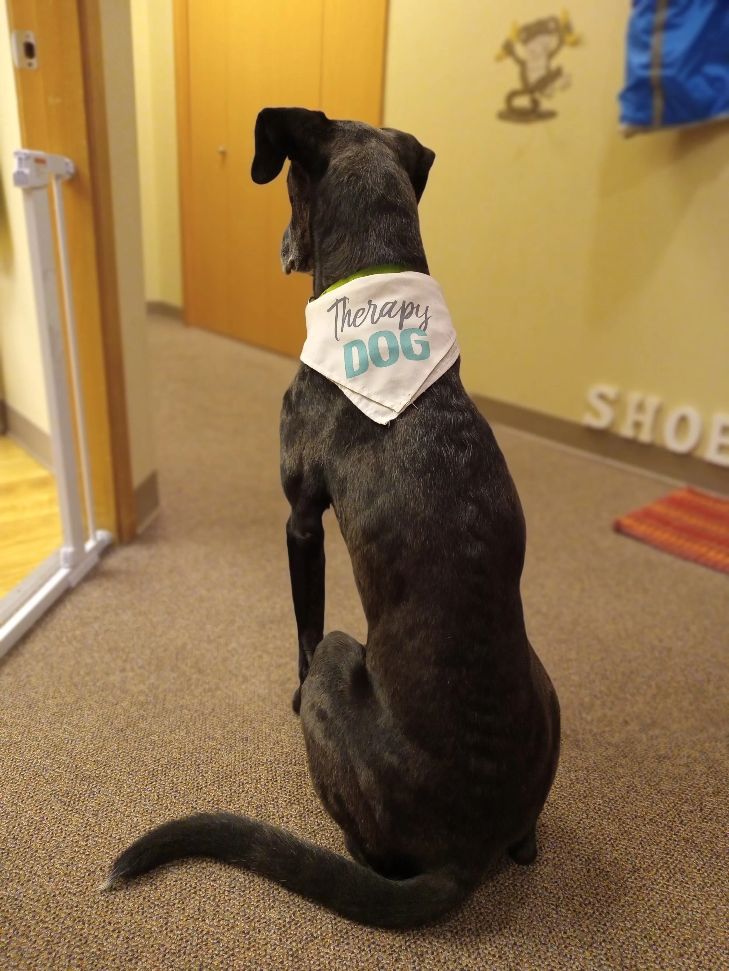 Speech therapy dog Delta waits for kids at animal-assisted speech therapy (AAT pet therapy).