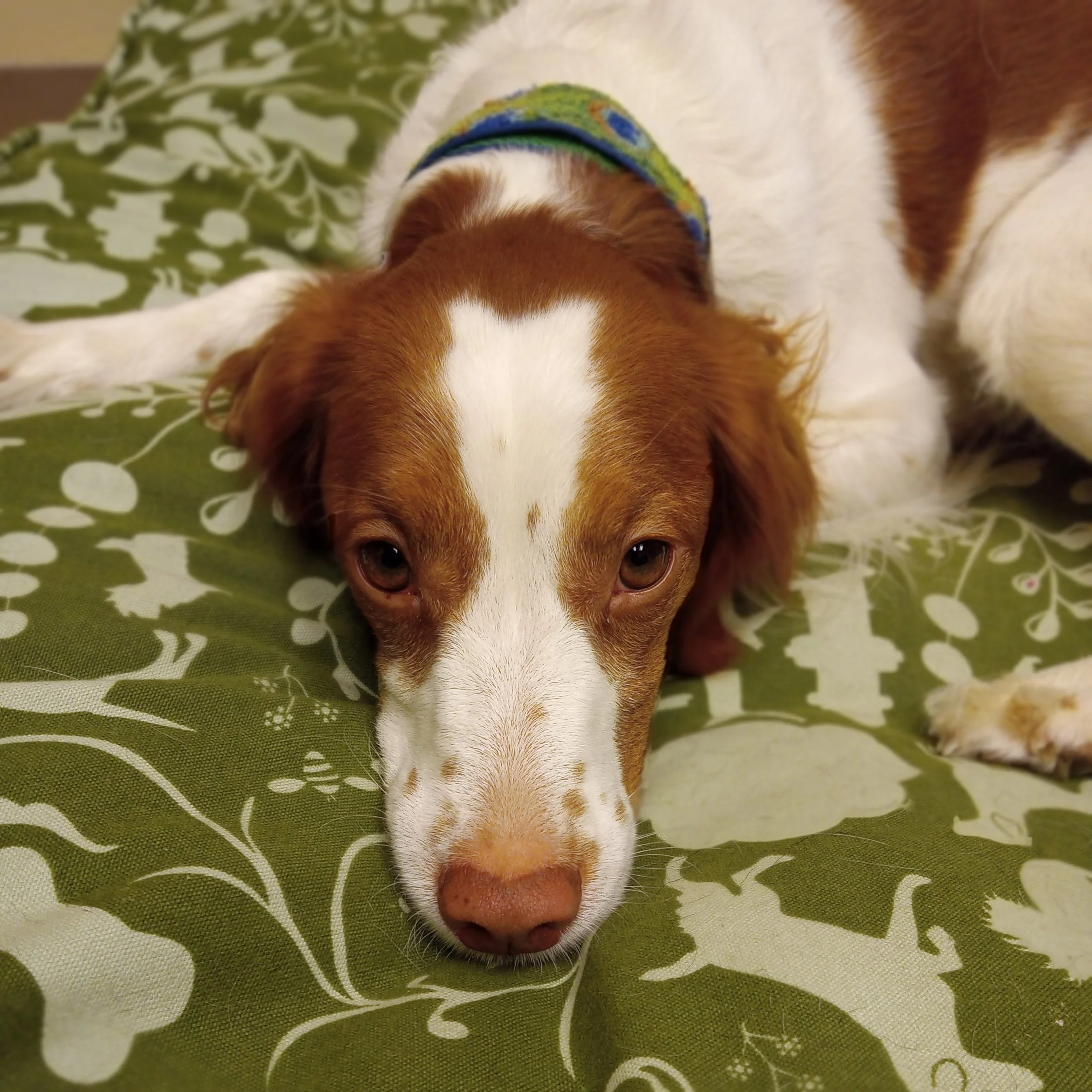 Speech therapy dog Sky learns to rest when not needed for animal-assisted speech therapy (dog AAI).