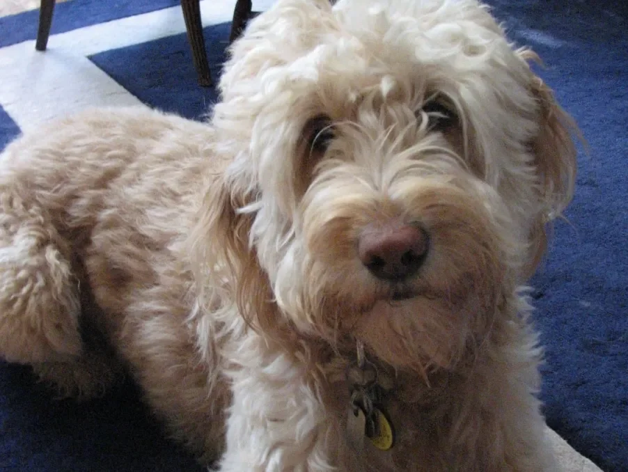 Facility dog Miss Siggy in portrait.