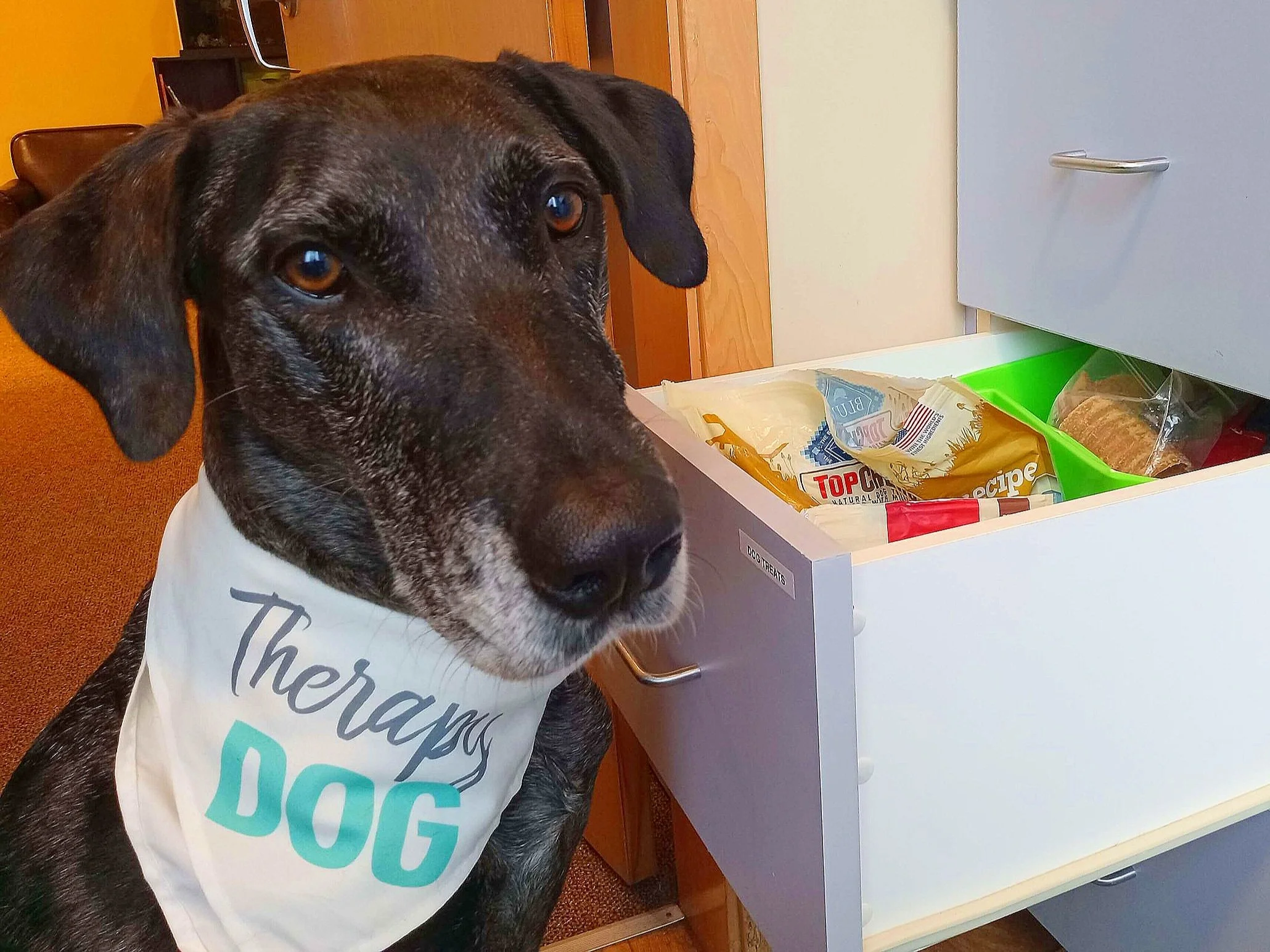 Speech therapy dog supplies for animal-assisted speech therapy.