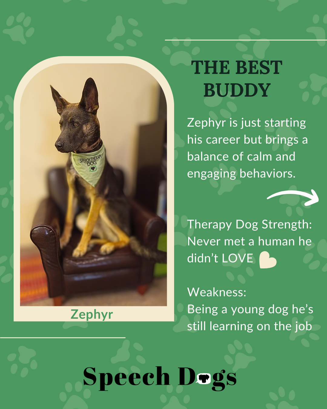 Pet therapy dog Zephyr the speech therapy dog puppy.