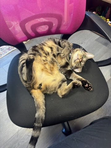 Therapy cat Morpheus demands attention between animal-assisted therapy sessions.