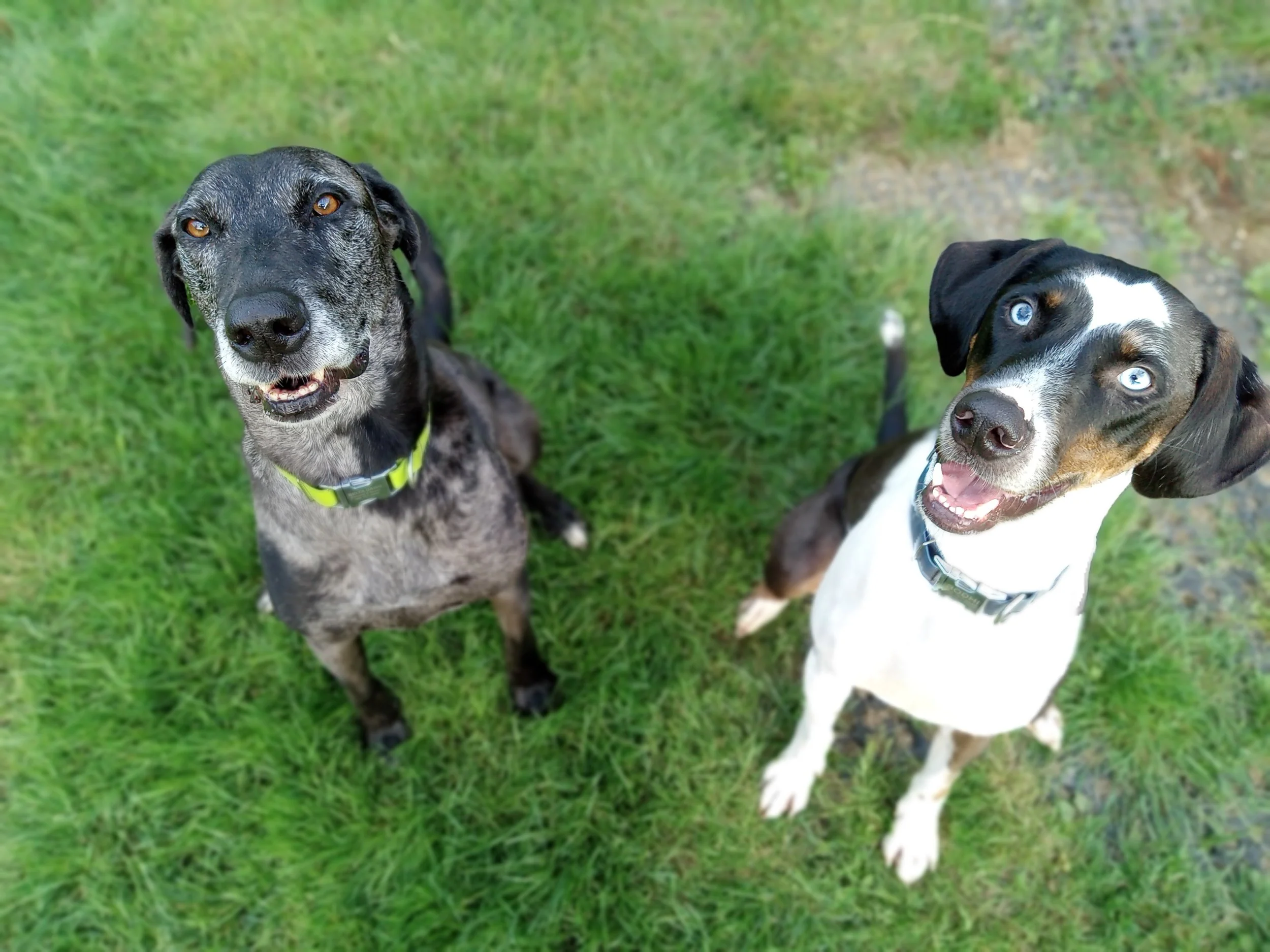 Speech therapy dogs Delta and Bodhi at home.