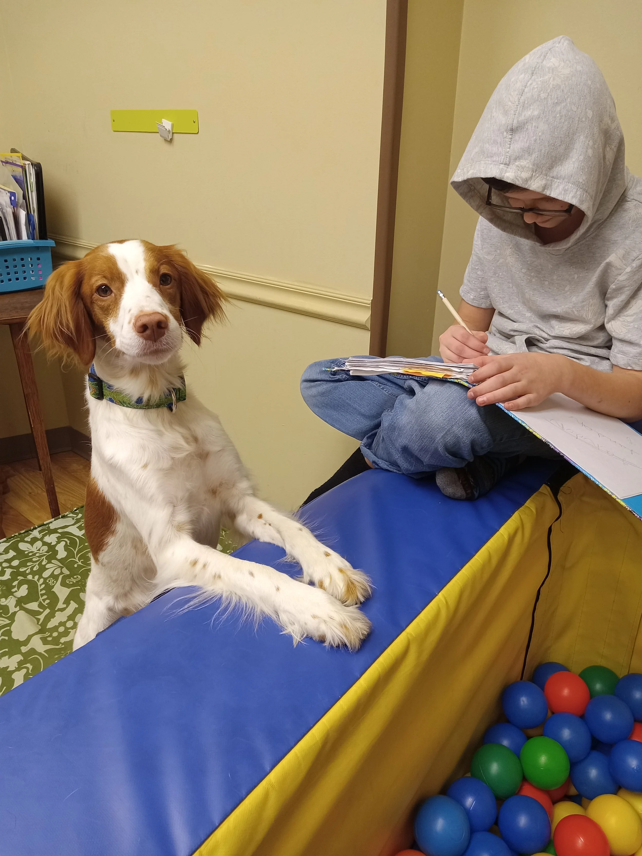 Speech therapy dog Sky stands near a child during an animal-assisted speech therapy session (dog AAI).