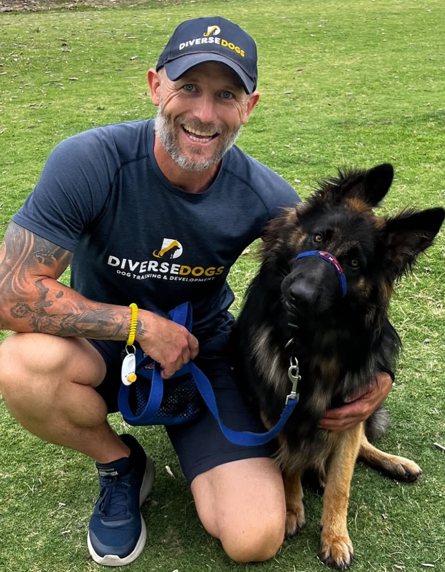 Dog trainer with german shepherd in halter.